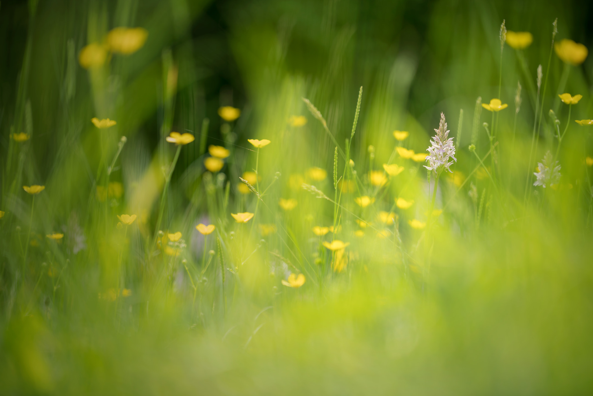 Sony a7R II + Canon EF 100mm F2.8L Macro IS USM sample photo. The meadow photography