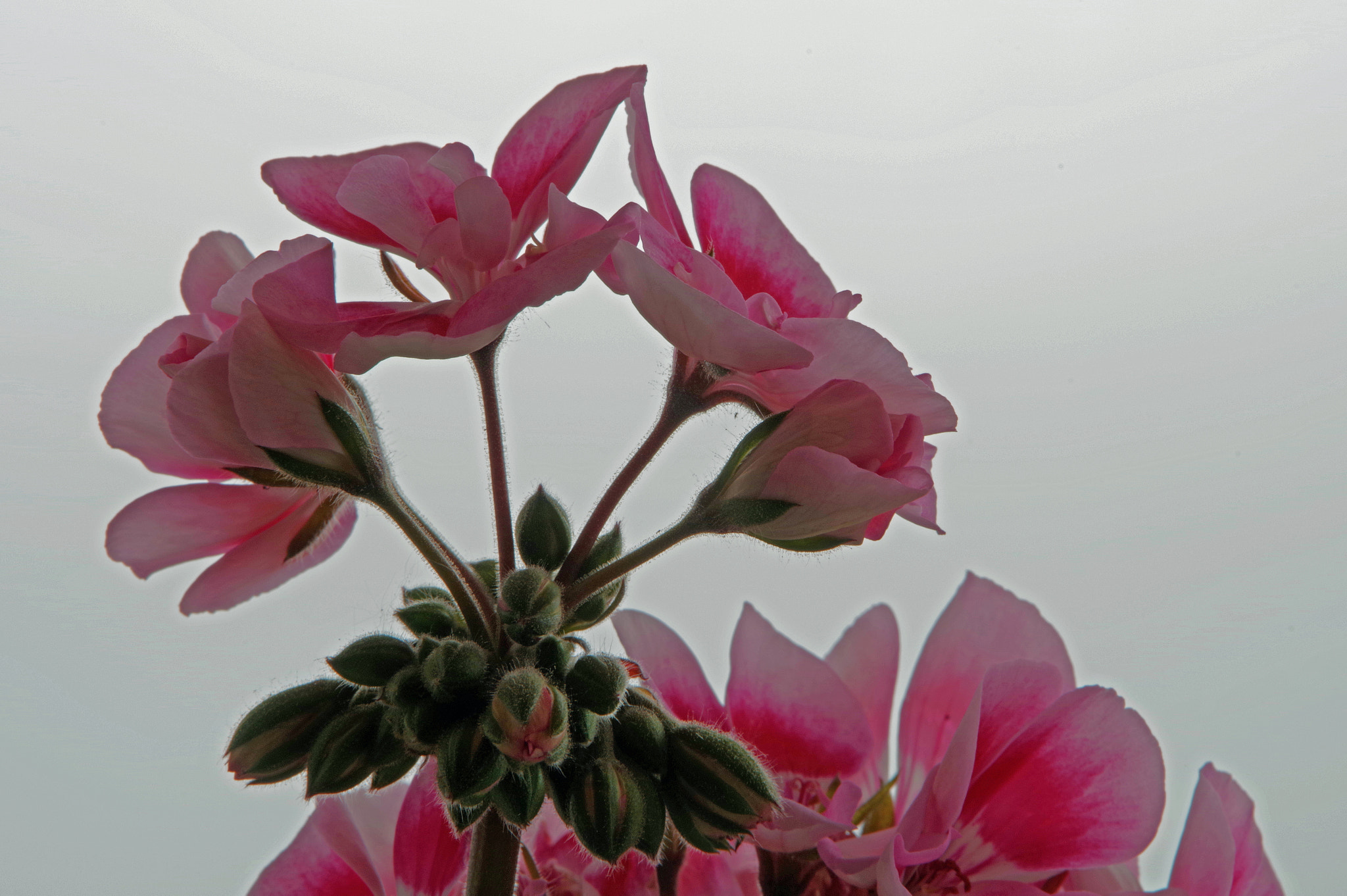 Pentax K-1 sample photo. The grandma flower photography
