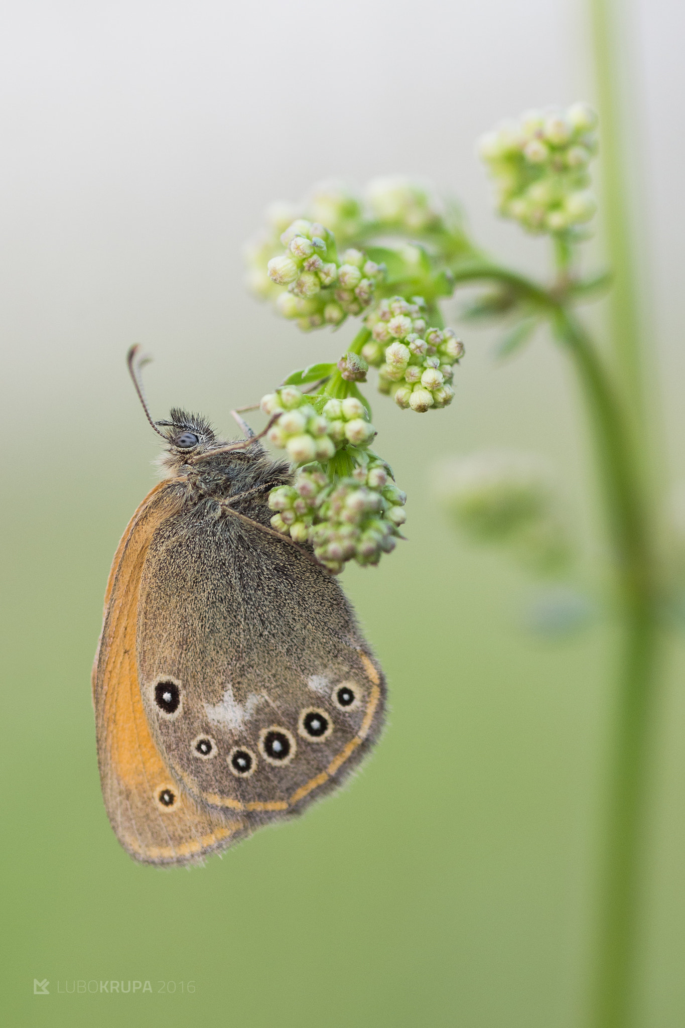 Pentax K-r + Tamron SP AF 90mm F2.8 Di Macro sample photo. Coenonympha glycerion photography