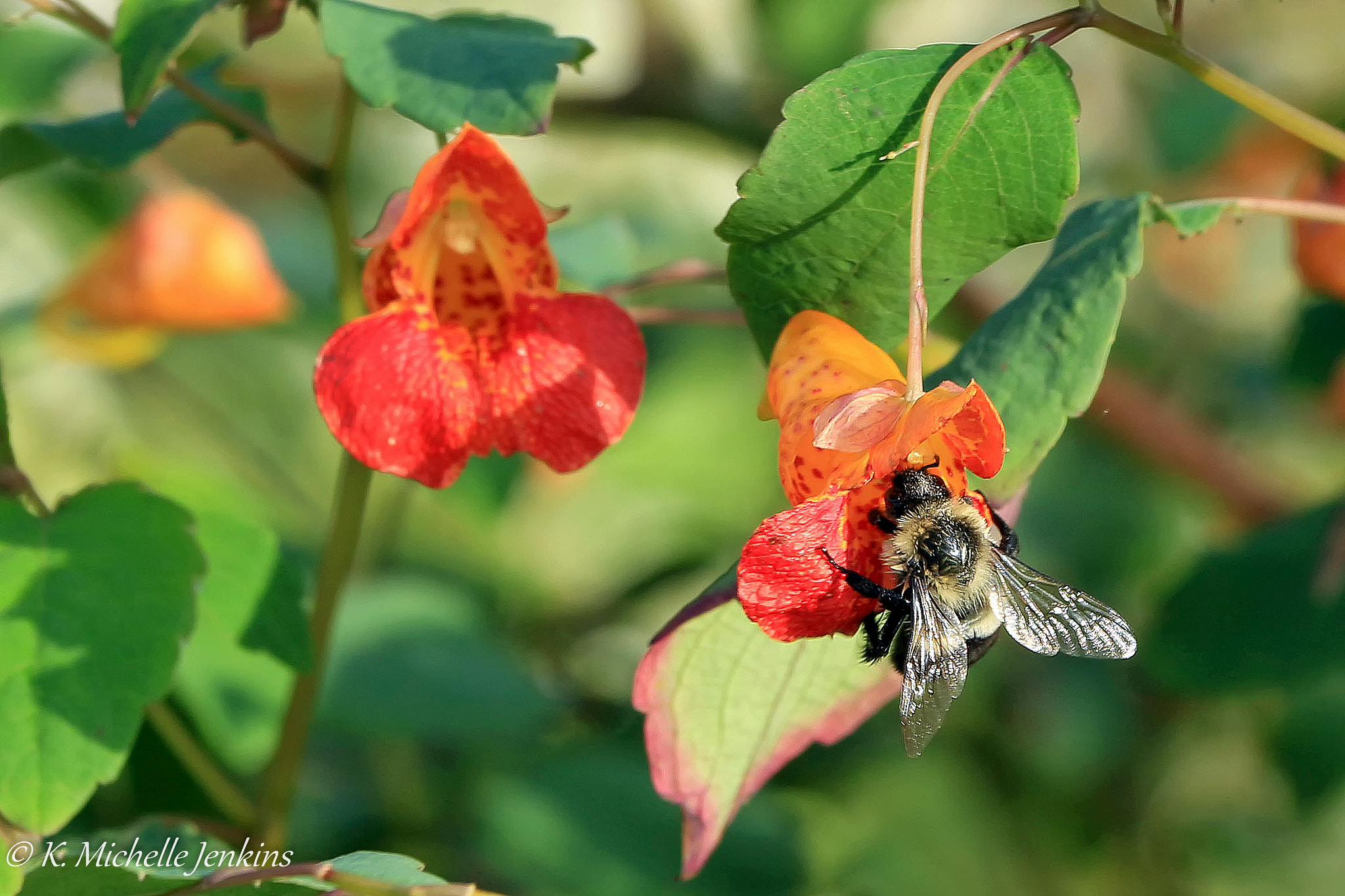 Canon EOS 650D (EOS Rebel T4i / EOS Kiss X6i) sample photo. Cherobee photography