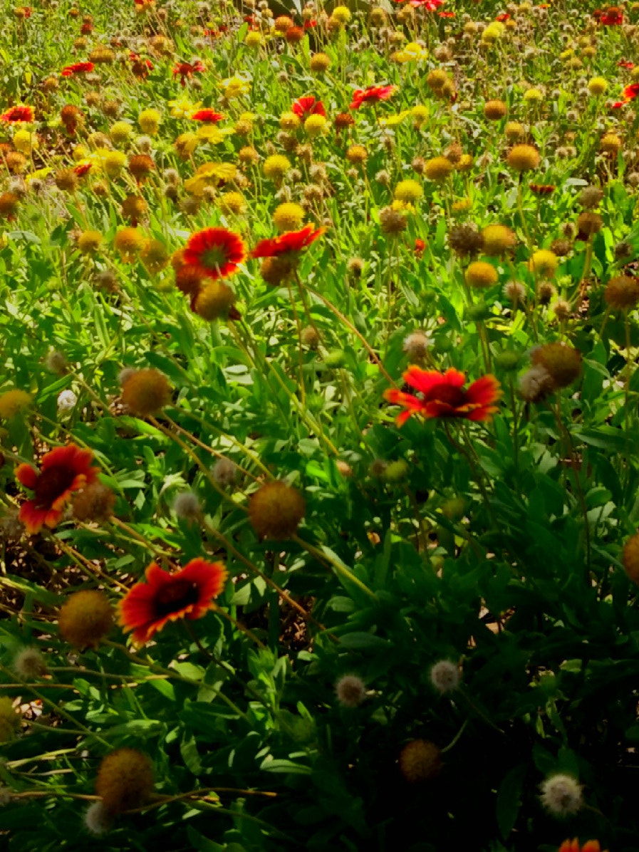 LG LEON 4G LTE sample photo