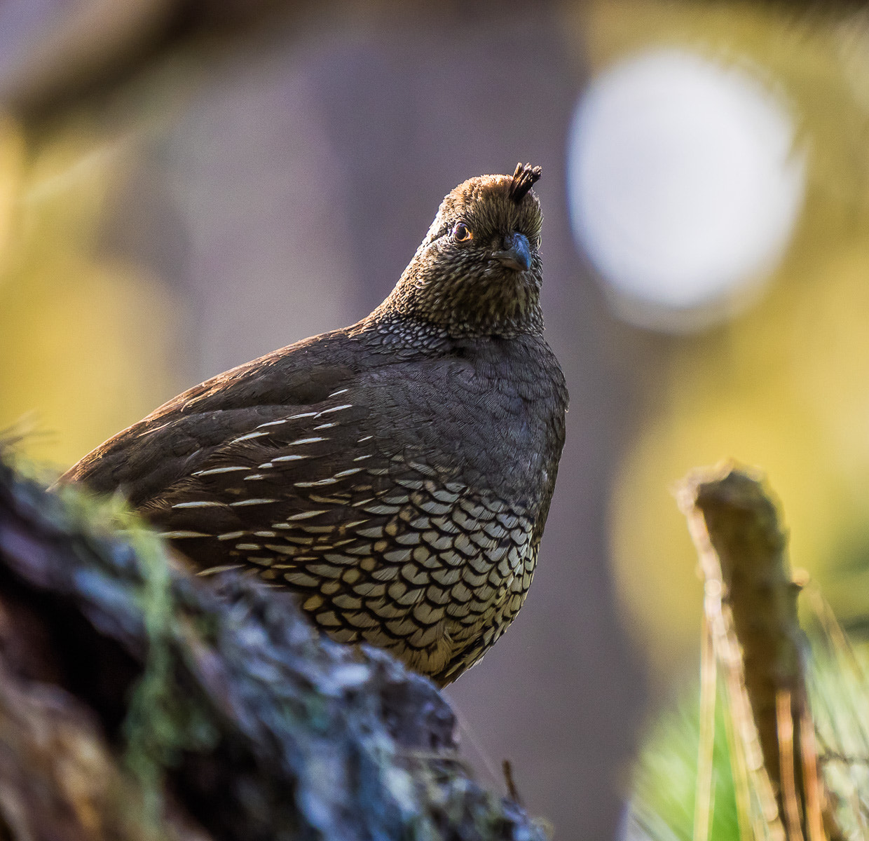 Olympus OM-D E-M1 + LEICA DG 100-400/F4.0-6.3 sample photo. California quail photography