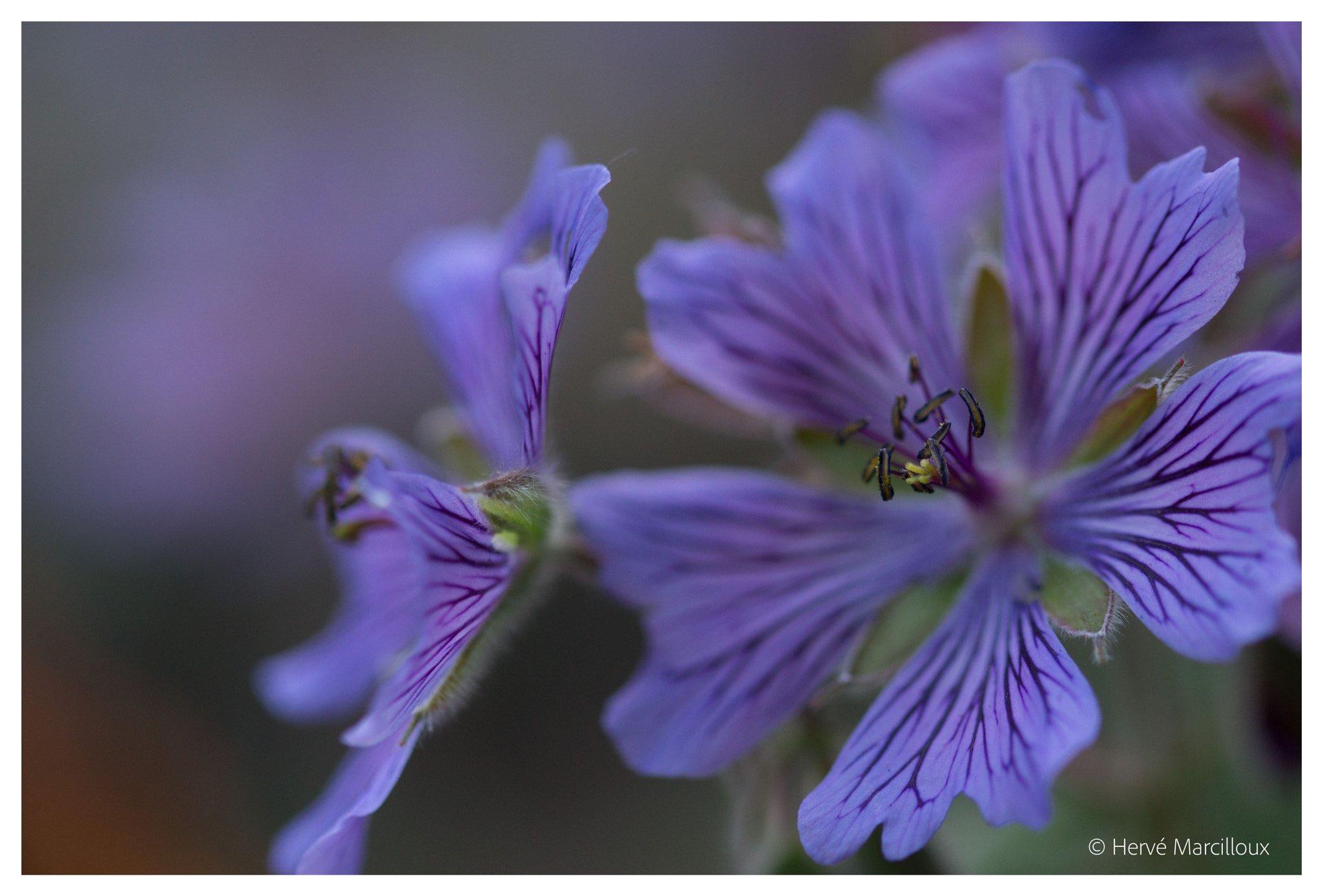 Sony SLT-A77 + 105mm F2.8 sample photo. From botaniska trädgården photography