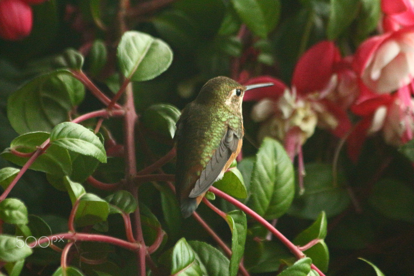 Canon EF 70-300mm F4-5.6 IS USM sample photo. Calliope sitting on fuchsia photography