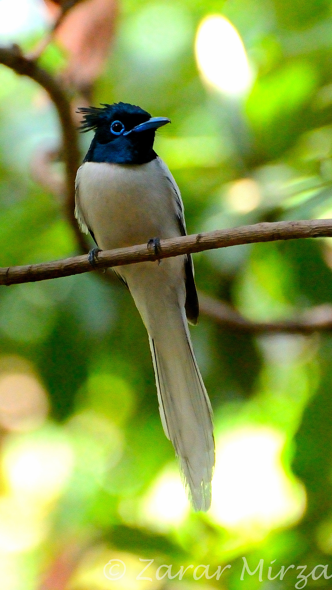 Nikon AF-S DX Micro Nikkor 40mm F2.8 sample photo. Indian paradise flycatcher photography
