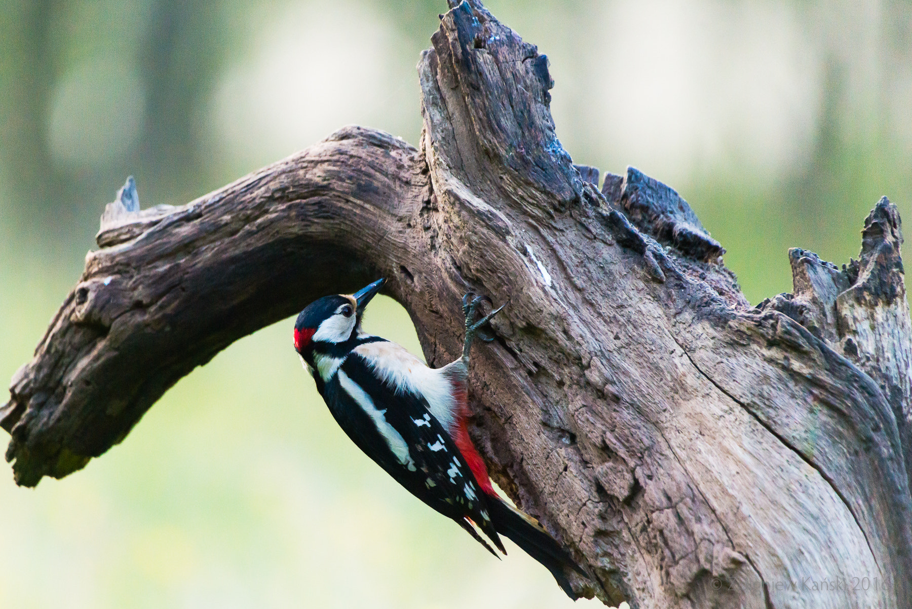 Sigma 50-500mm F4.5-6.3 DG OS HSM sample photo. Great spotted woodpecker at work photography