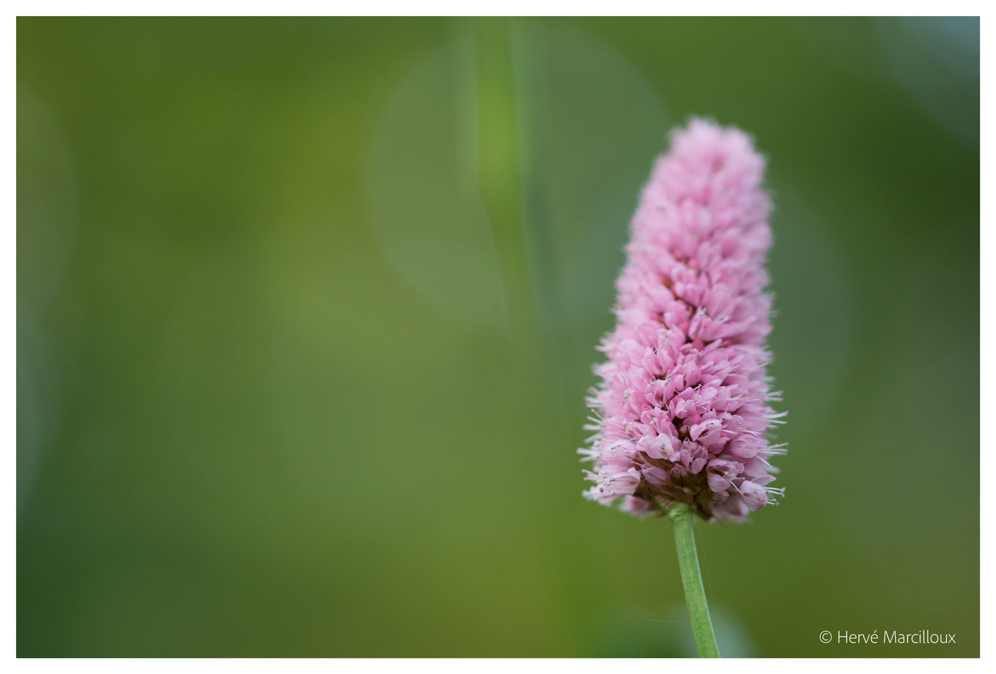 Sony SLT-A77 + 105mm F2.8 sample photo. Pink in a green world photography