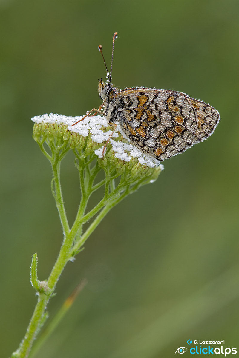 Canon EOS 7D + Tamron SP AF 180mm F3.5 Di LD (IF) Macro sample photo. Farfalle e bruchi web firmata photography