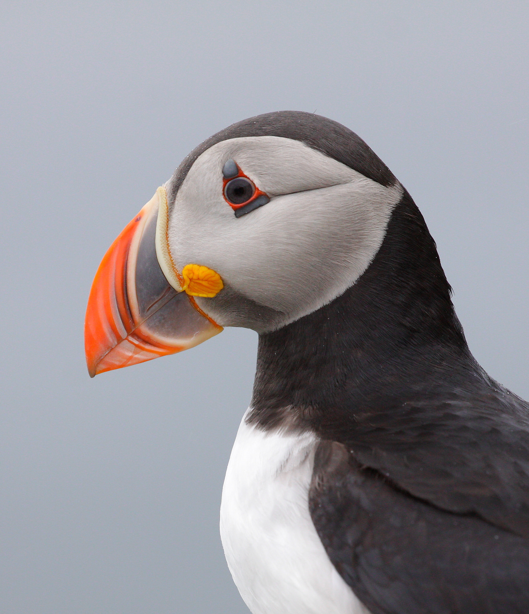 Canon EF 100-400mm F4.5-5.6L IS II USM sample photo. Puffin photography