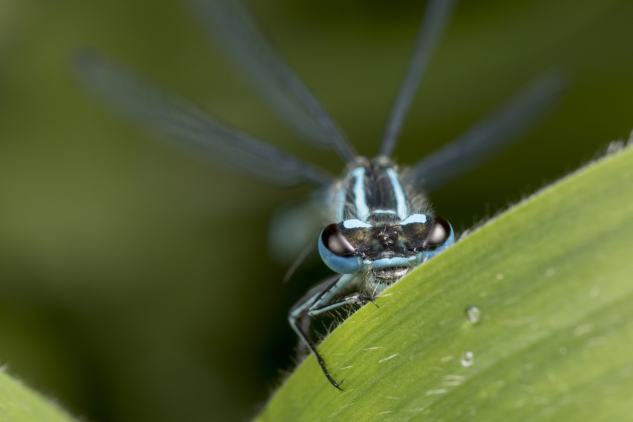 Canon MP-E 65mm F2.5 1-5x Macro Photo sample photo. Trying to hide photography