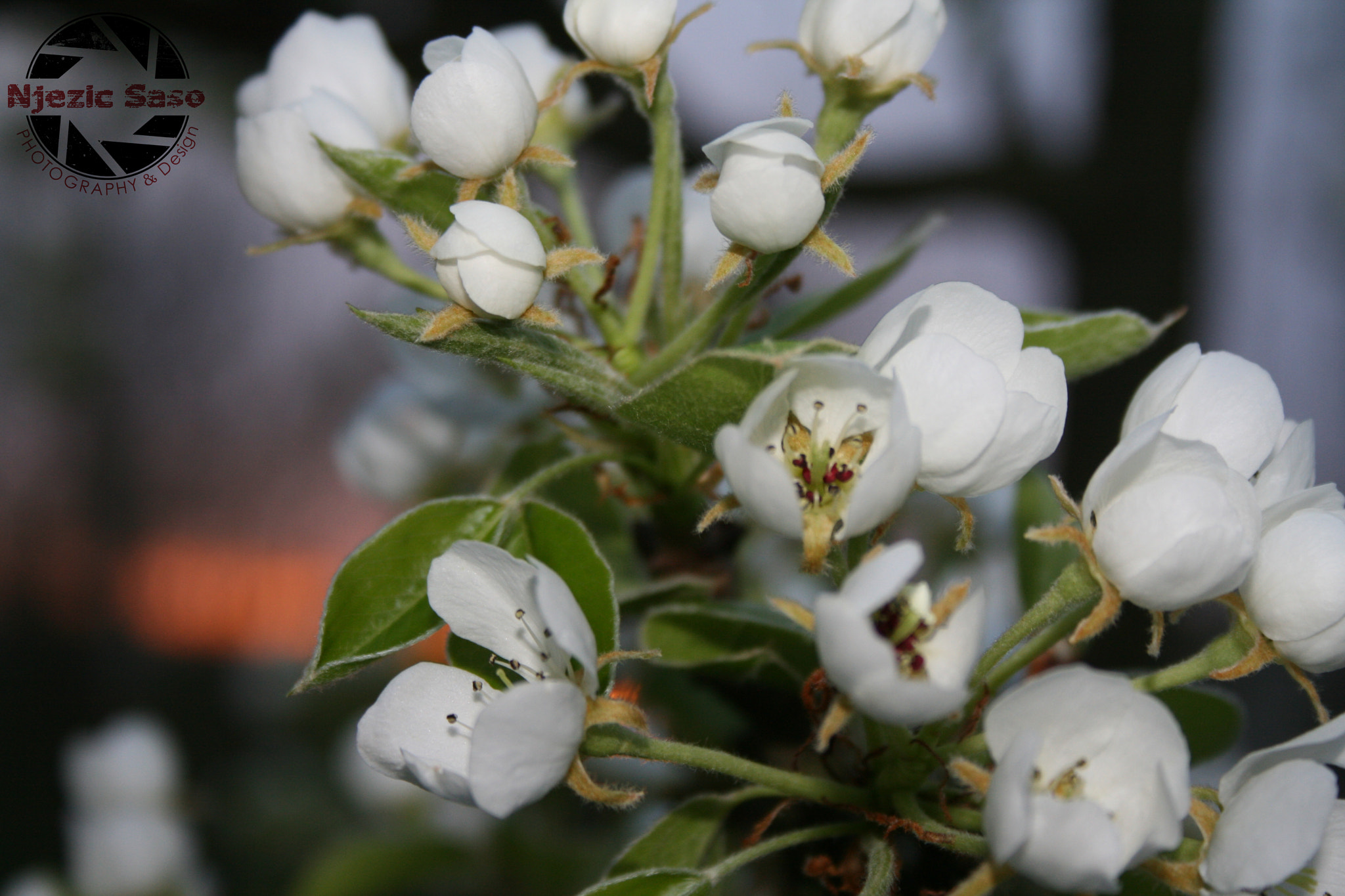 Canon EF-S 18-55mm F3.5-5.6 sample photo. [] photography