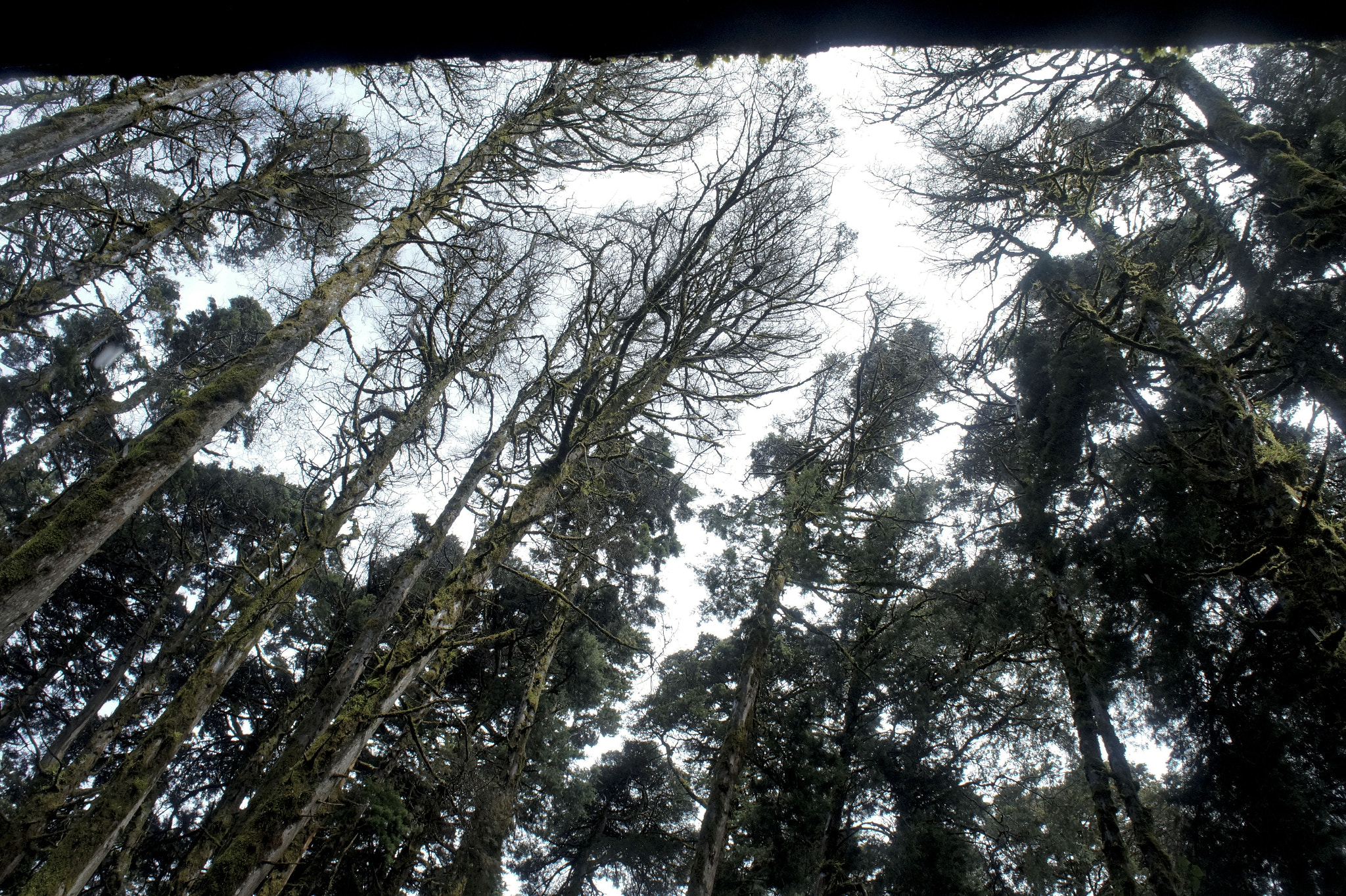 Tamron 18-200mm F3.5-6.3 Di III VC sample photo. Bosque photography