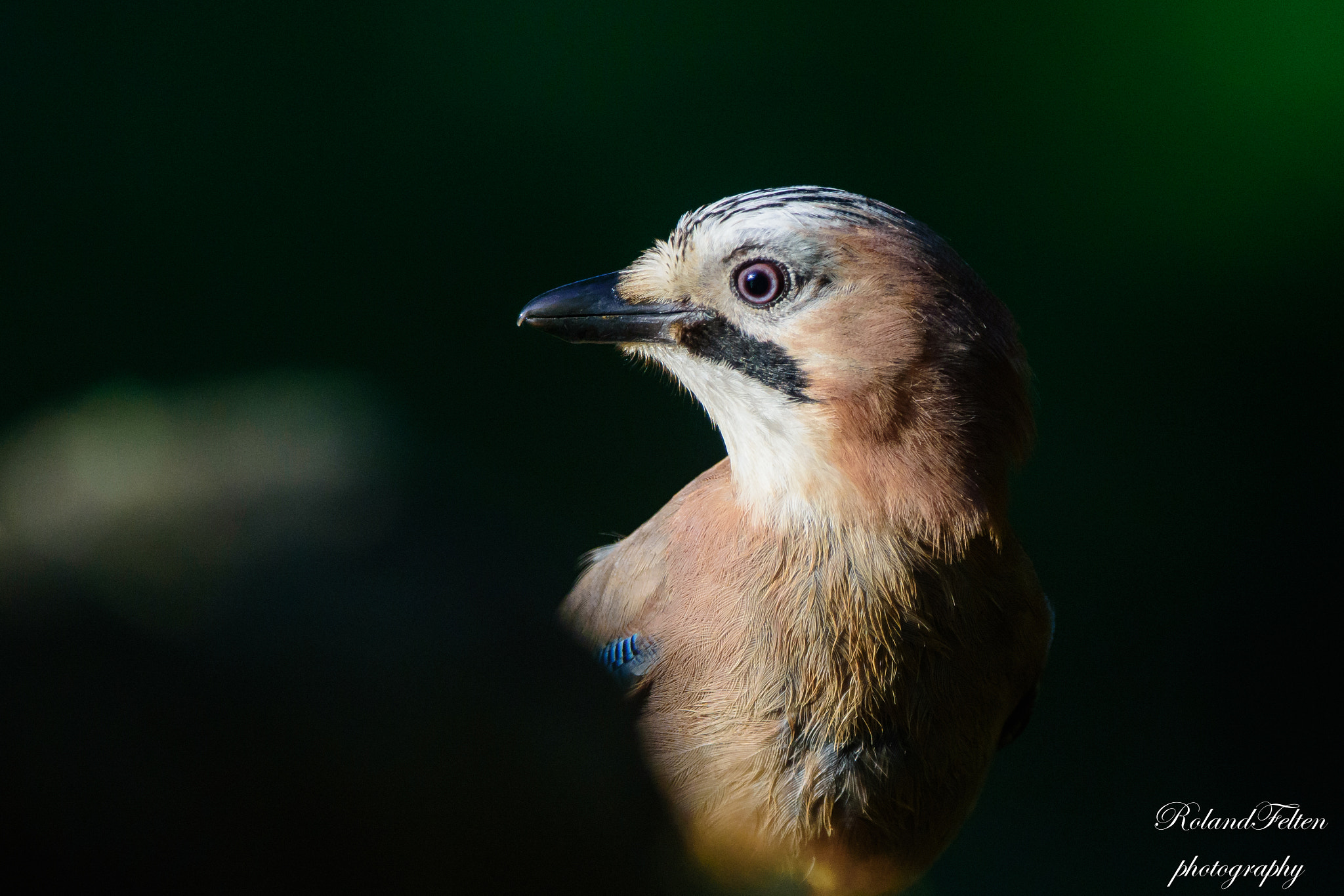 Nikon AF-S Nikkor 200-400mm F4G ED-IF VR sample photo. Jay portrait photography