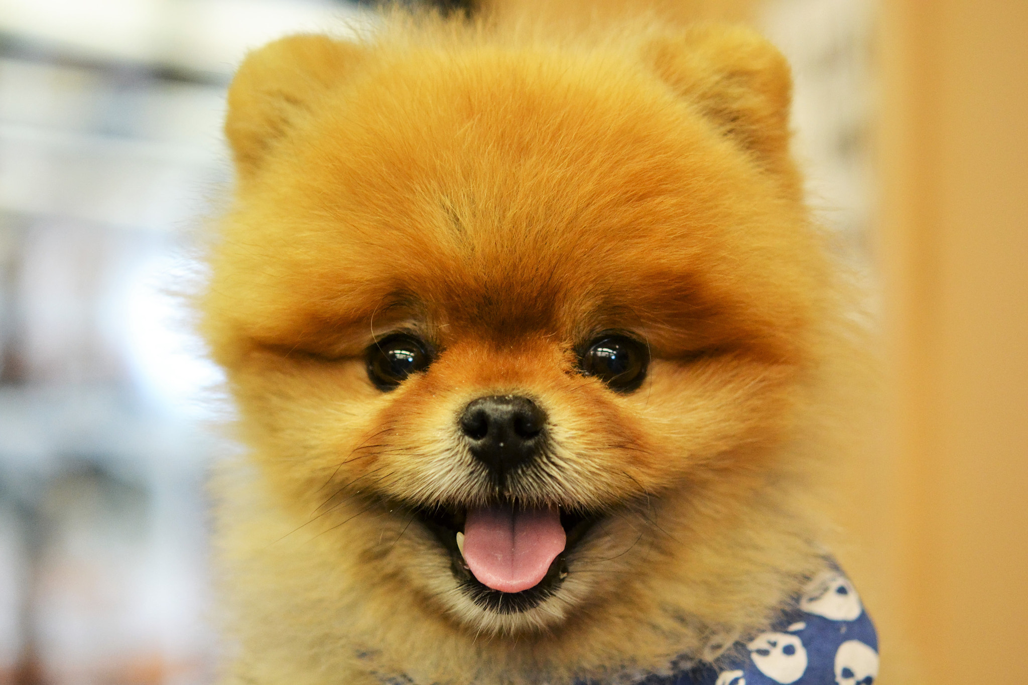 Nikon AF-S Micro-Nikkor 60mm F2.8G ED sample photo. The pooh photography