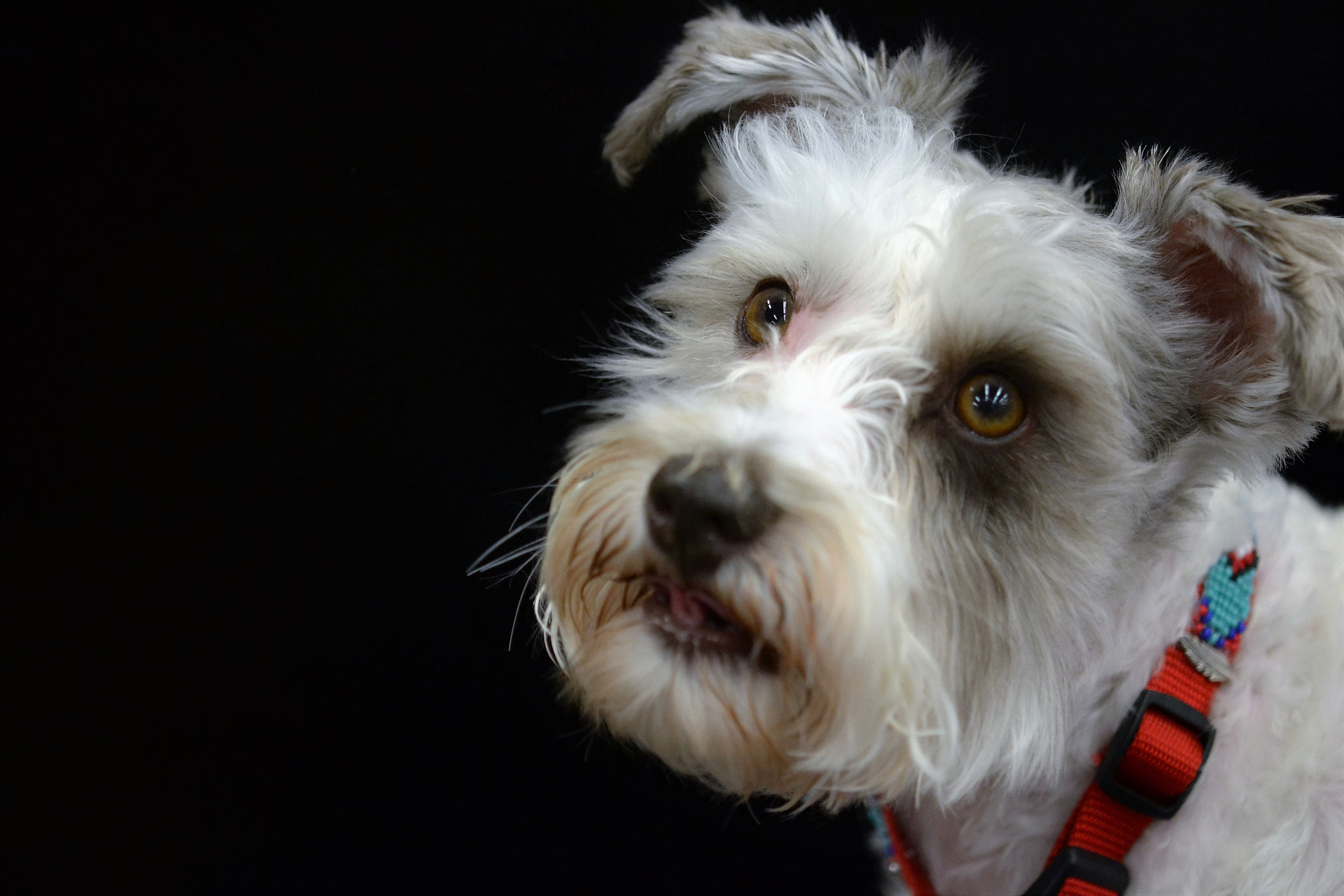 Nikon AF-S Micro-Nikkor 60mm F2.8G ED sample photo. Zeus dark background photography