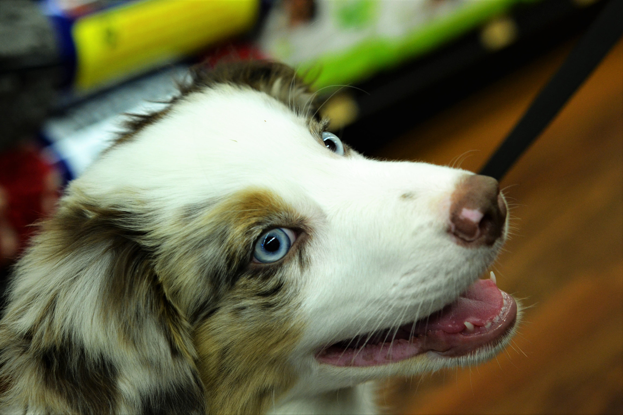 Nikon AF-S Micro-Nikkor 60mm F2.8G ED sample photo. Hershy smiles photography