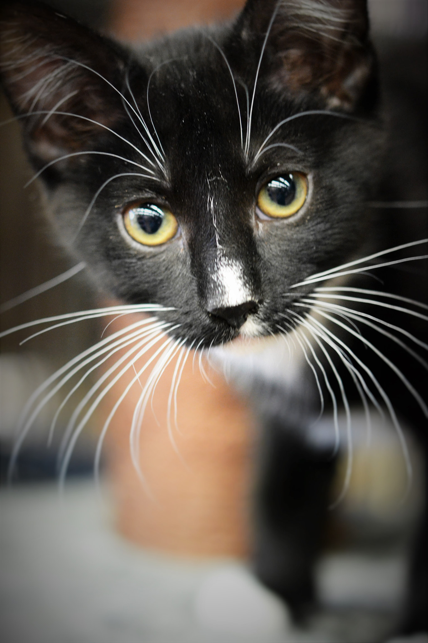 Nikon AF-S Micro-Nikkor 60mm F2.8G ED sample photo. Oreo photography