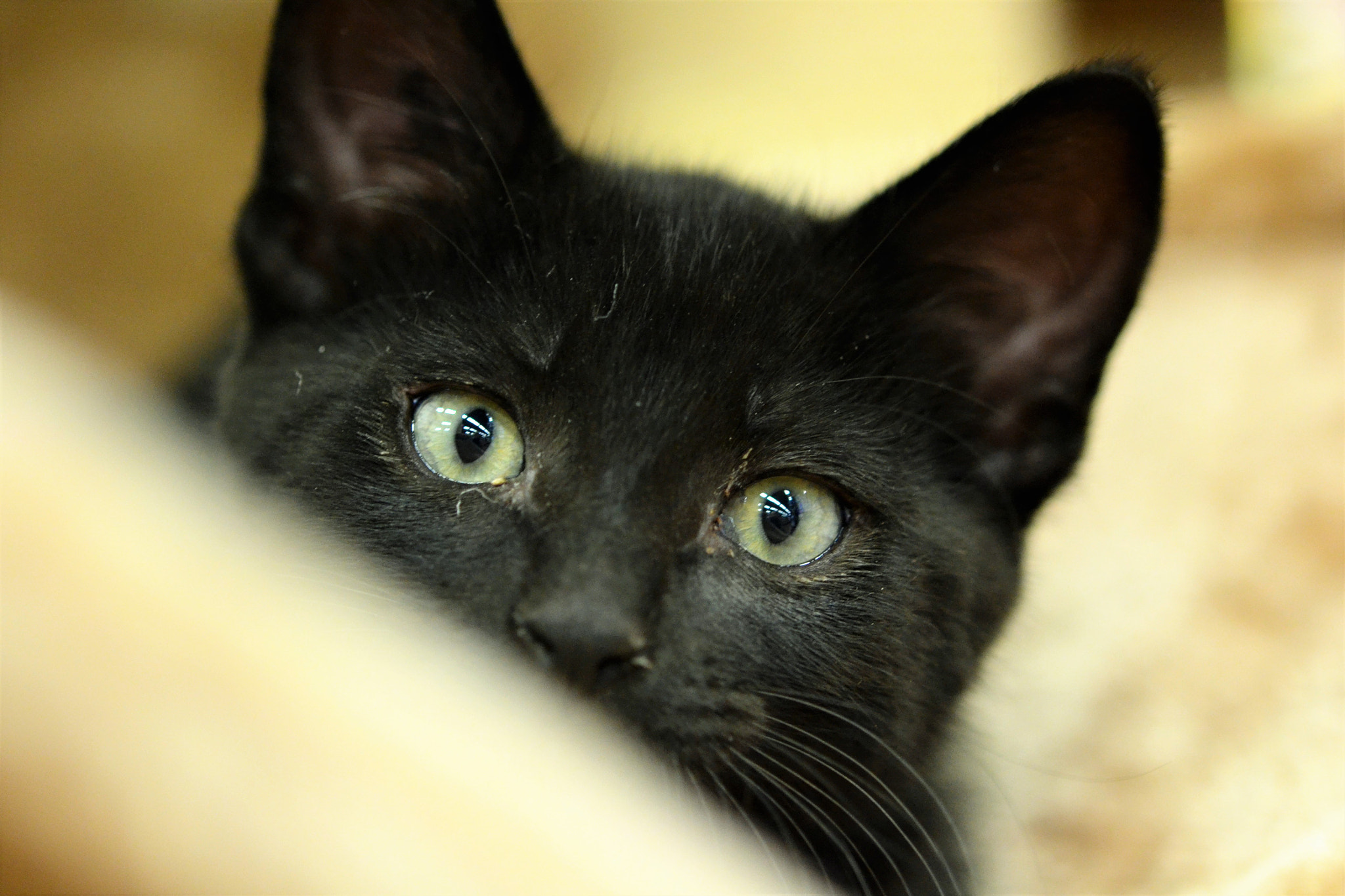 Nikon AF-S Micro-Nikkor 60mm F2.8G ED sample photo. Animal portraits photography