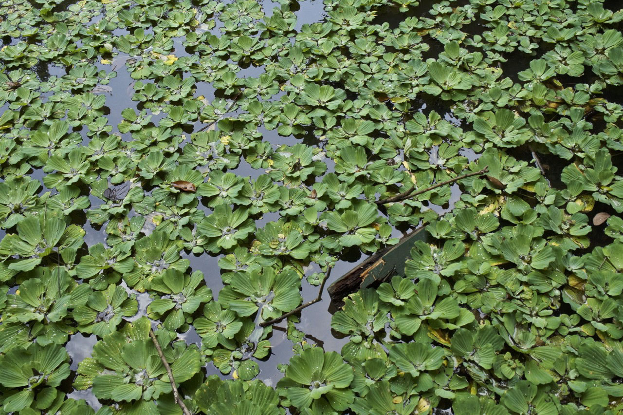 Sony Alpha a3000 + Tamron 18-200mm F3.5-6.3 Di III VC sample photo. Pond plants photography