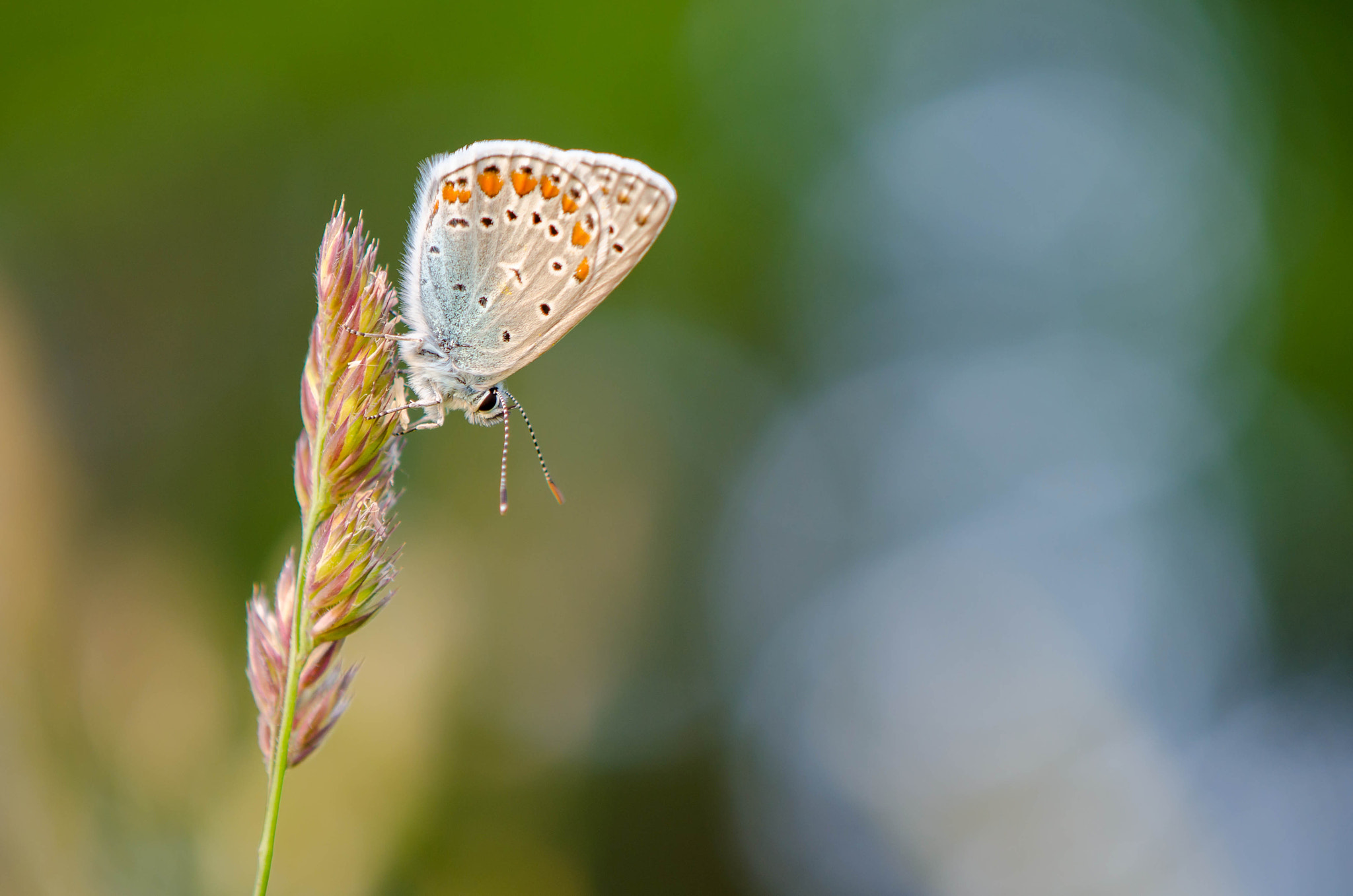 Nikon AF-S DX Micro-Nikkor 85mm F3.5G ED VR sample photo. Butterfly photography