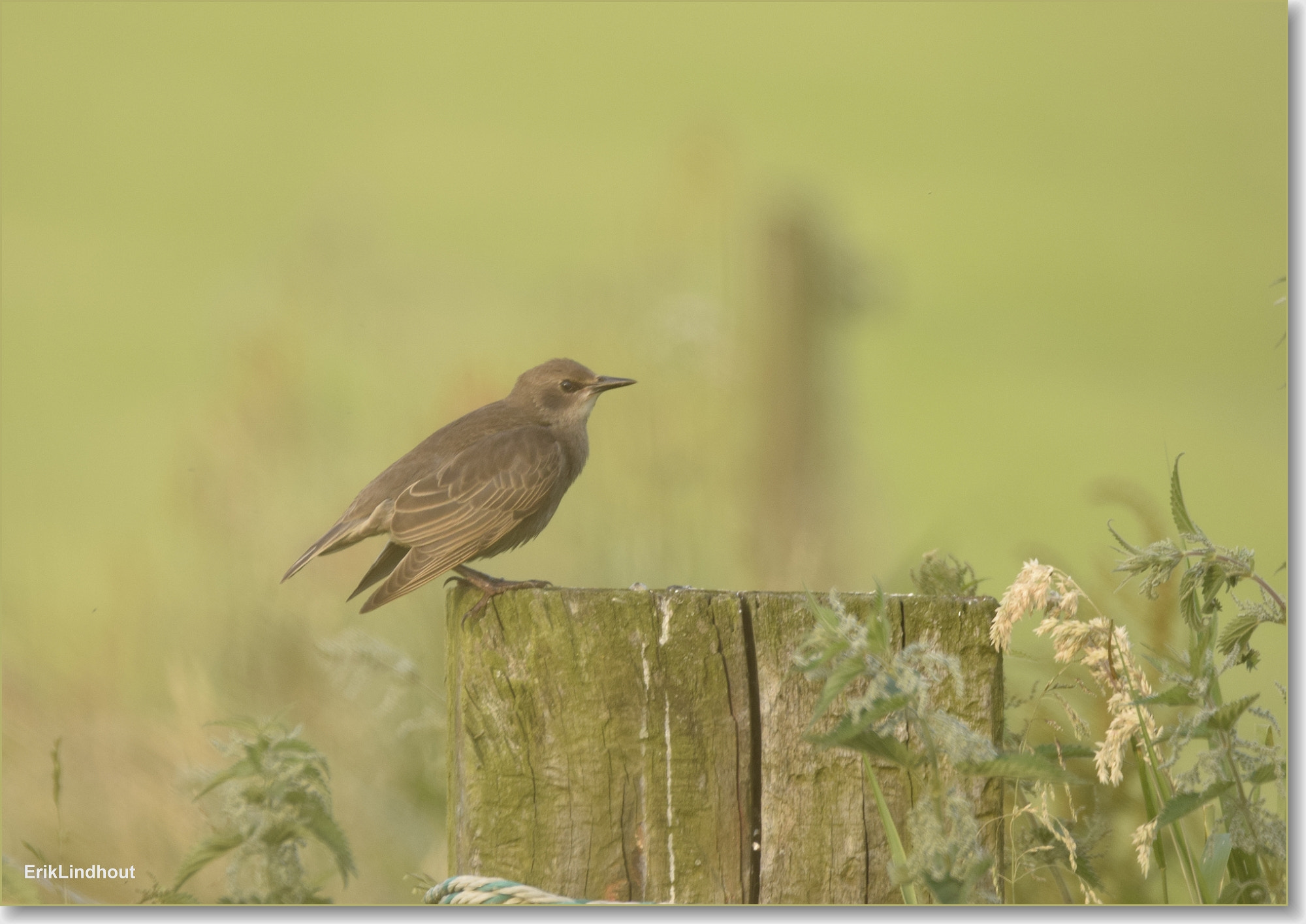 Sigma 150-600mm F5-6.3 DG OS HSM | C sample photo