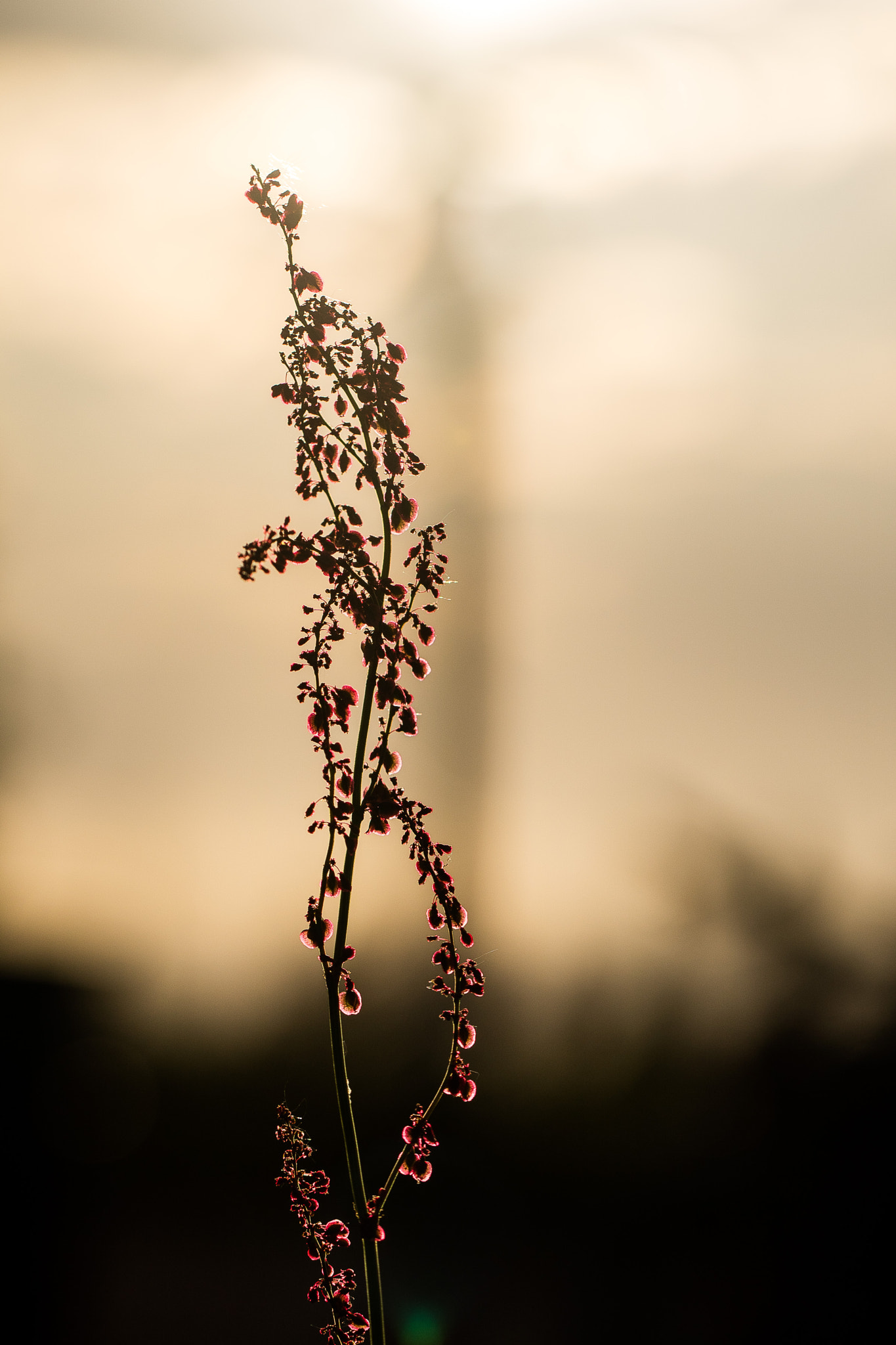 Canon EOS M3 + Canon EF 100mm F2.8L Macro IS USM sample photo. Stright photography