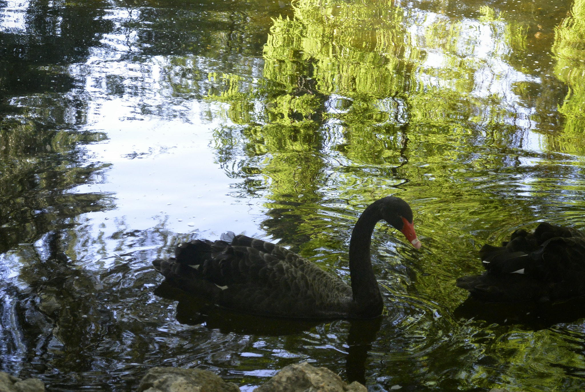 Nikon 1 S1 sample photo. Black swan photography