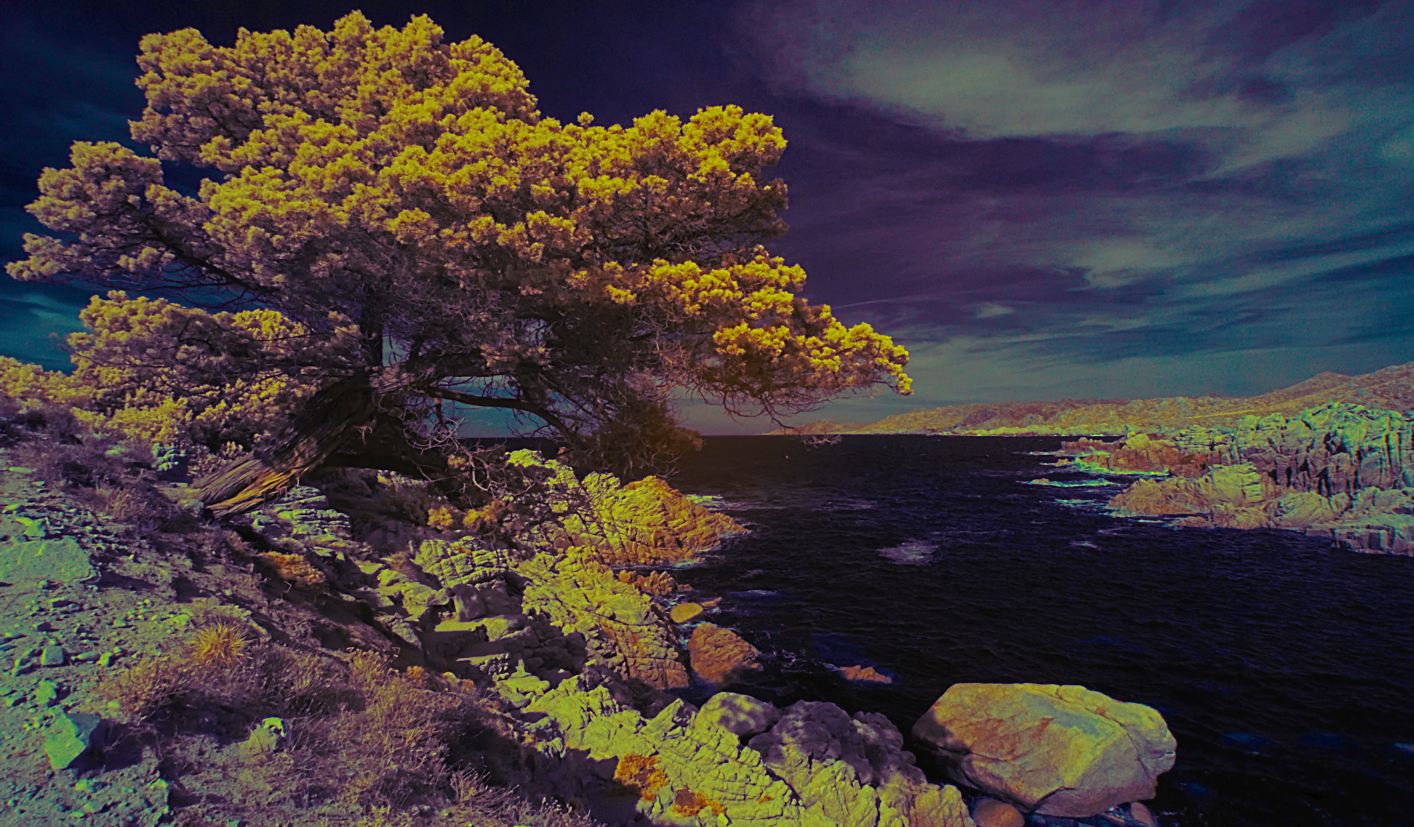 Nikon D80 sample photo. Juniper in gallura photography