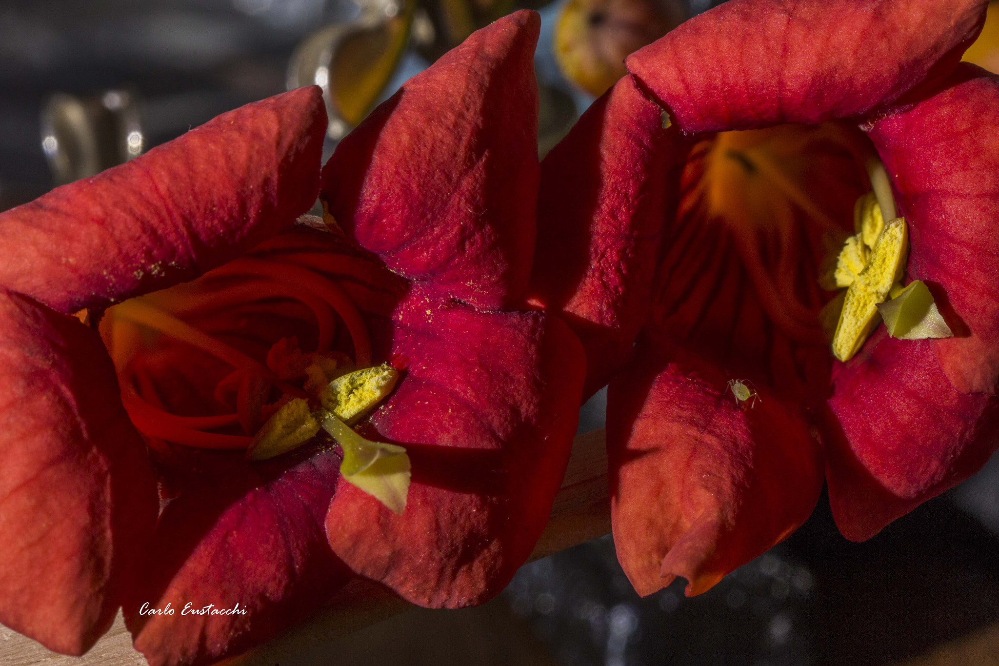 Tamron SP AF 60mm F2 Di II LD IF Macro sample photo. Fiori photography