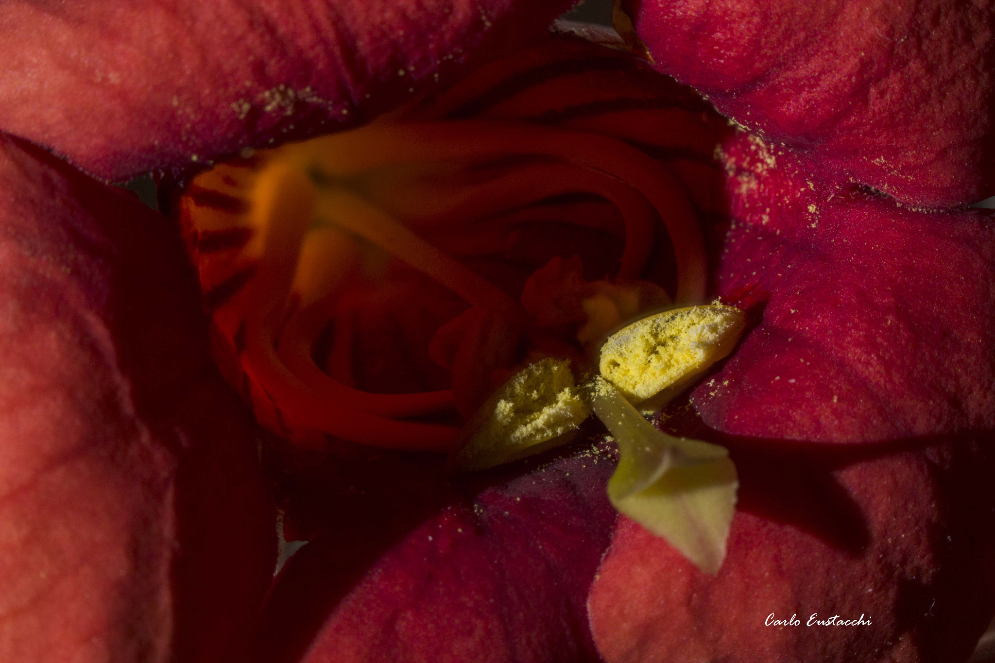 Tamron SP AF 60mm F2 Di II LD IF Macro sample photo. Fiori photography