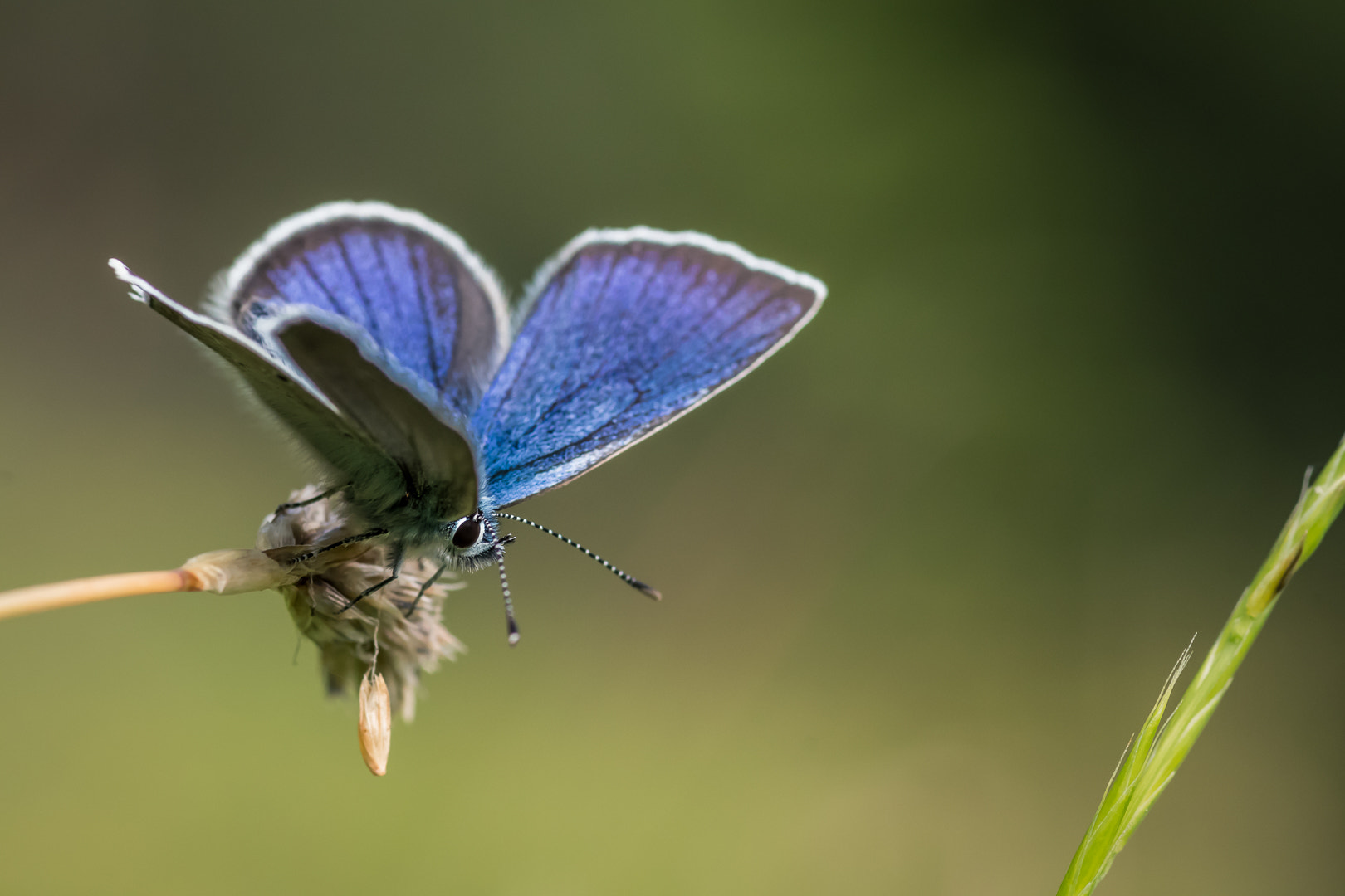 Pentax K-1 + Pentax smc D-FA 100mm F2.8 macro sample photo. Blue-butterfly photography