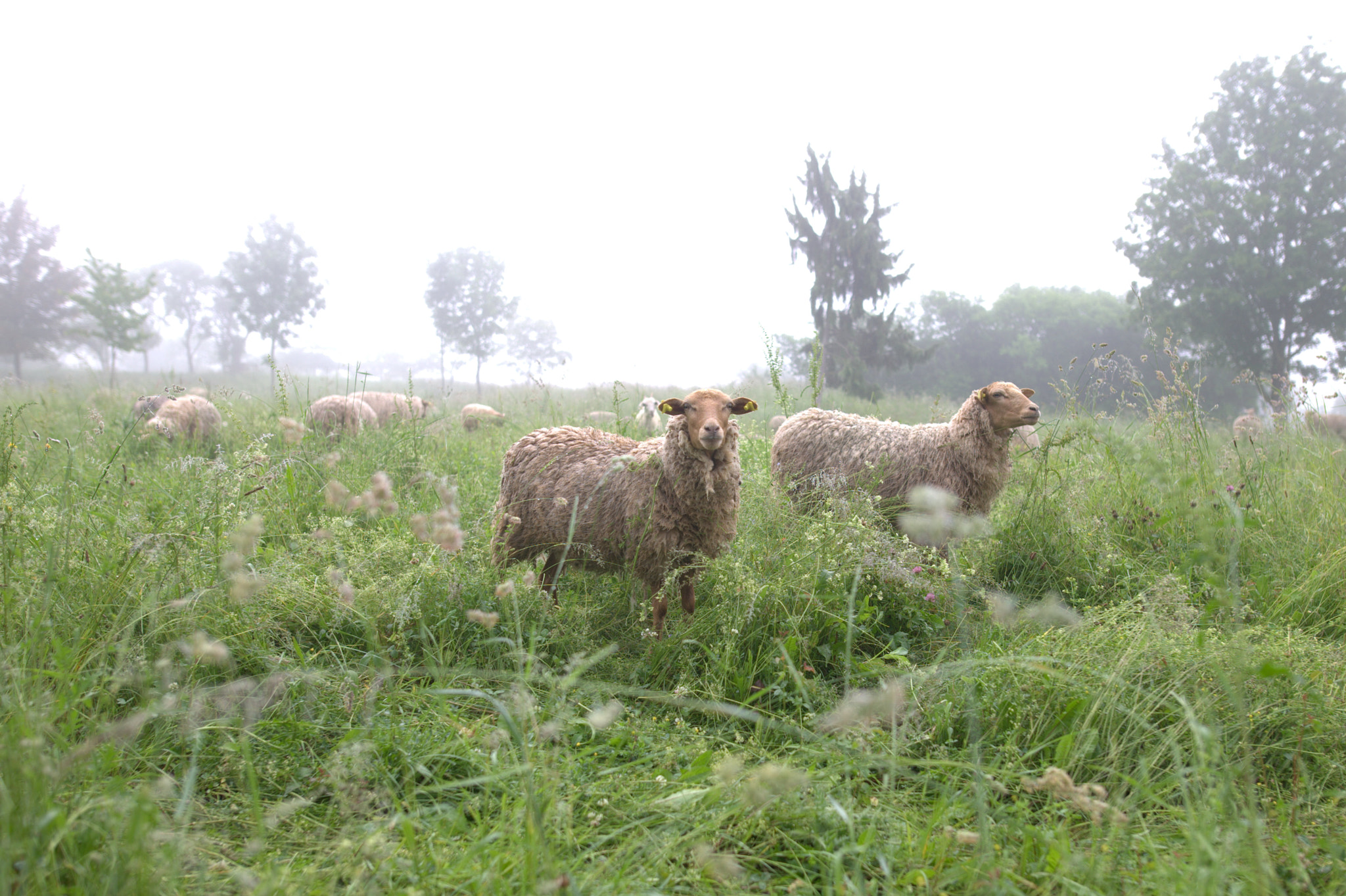 Sigma 24mm F1.4 DG HSM Art sample photo. Landschaftspfleger photography