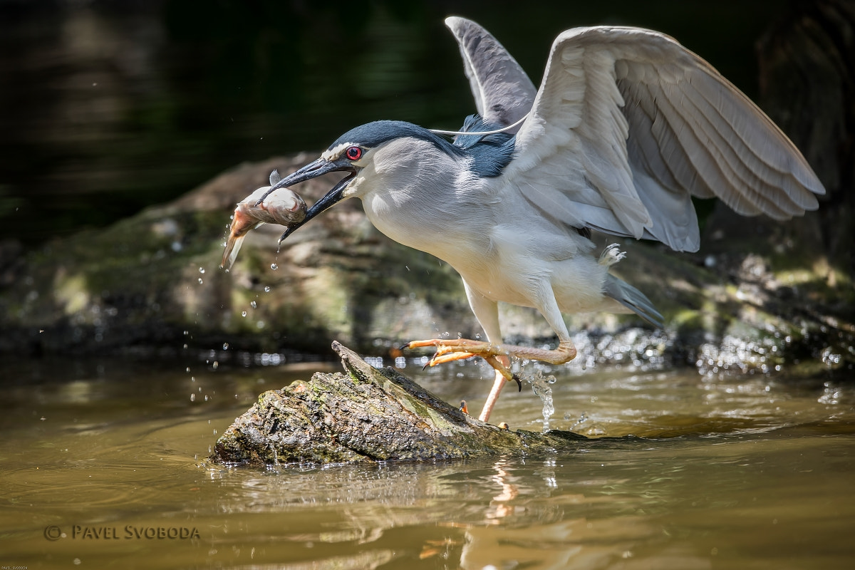 Nikon AF-S Nikkor 400mm F2.8E FL ED VR sample photo. Black-crowned night heron photography