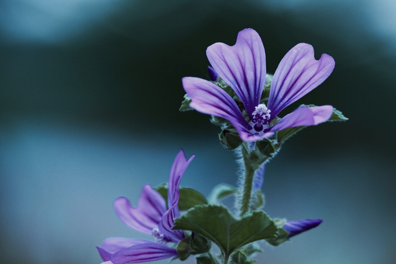 Canon EF 180mm F3.5L Macro USM sample photo. Purple photography
