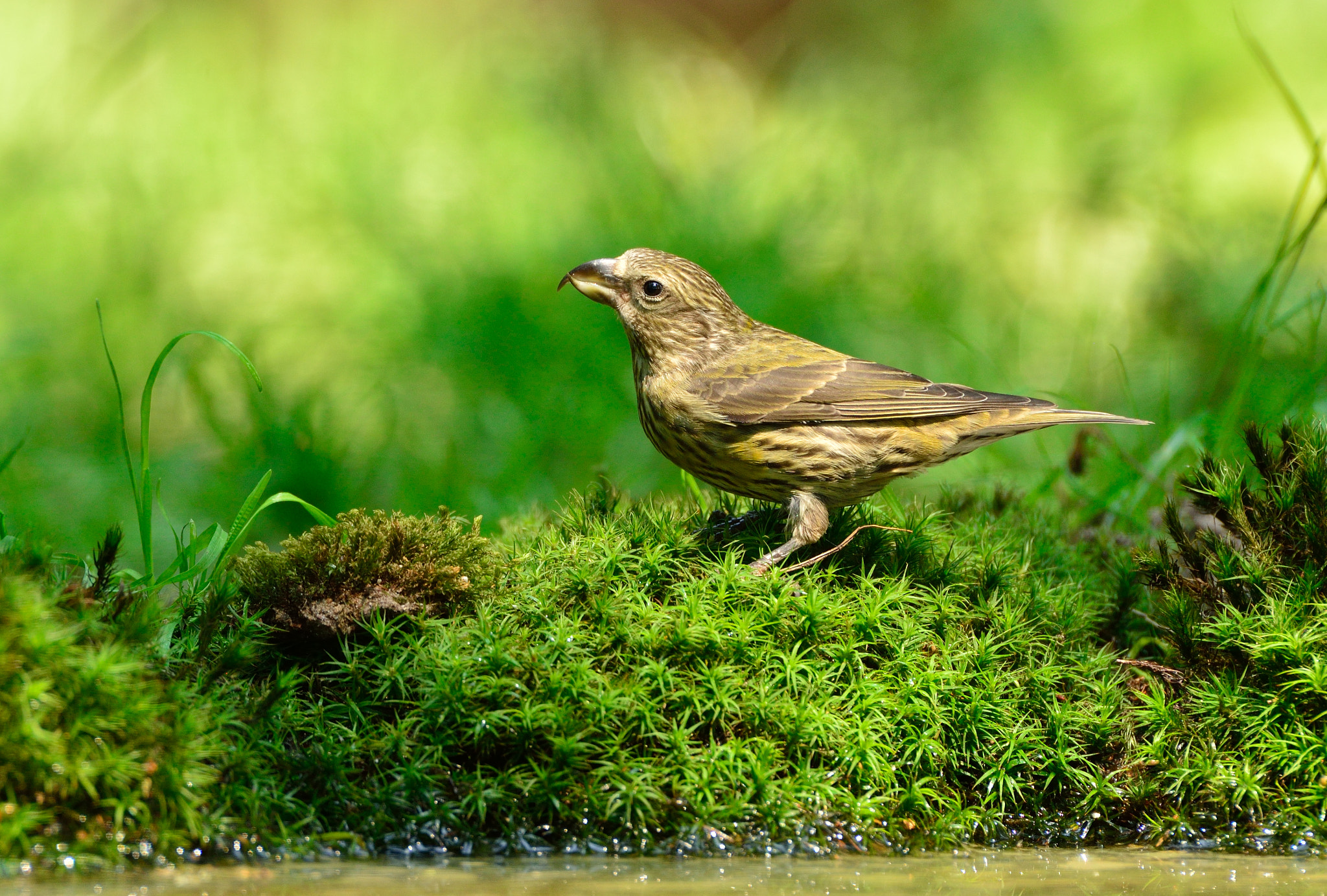 AF-S Nikkor 600mm f/4D IF-ED sample photo. Kruisbek photography