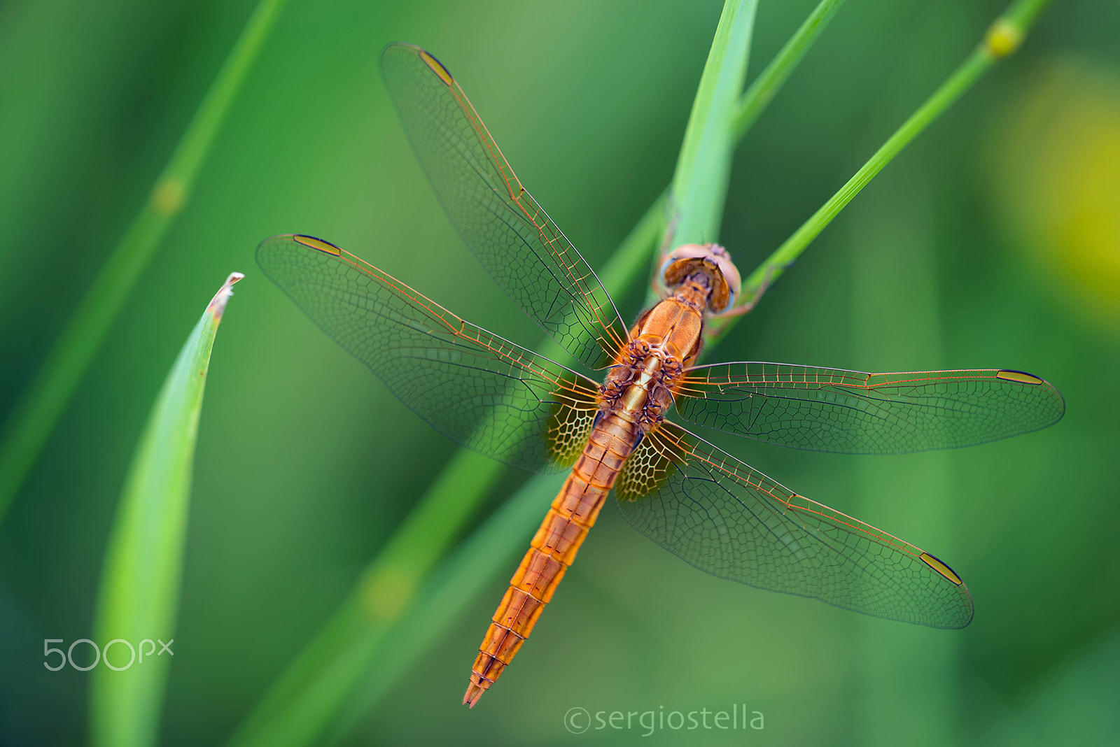 Sigma 150mm F2.8 EX DG Macro HSM sample photo. Juvenile male____ photography