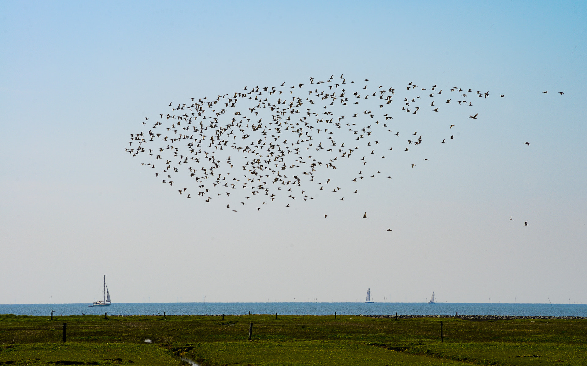 Nikon D800 + AF Nikkor 70-210mm f/4-5.6 sample photo. Swarm of birds over the salty meadow photography