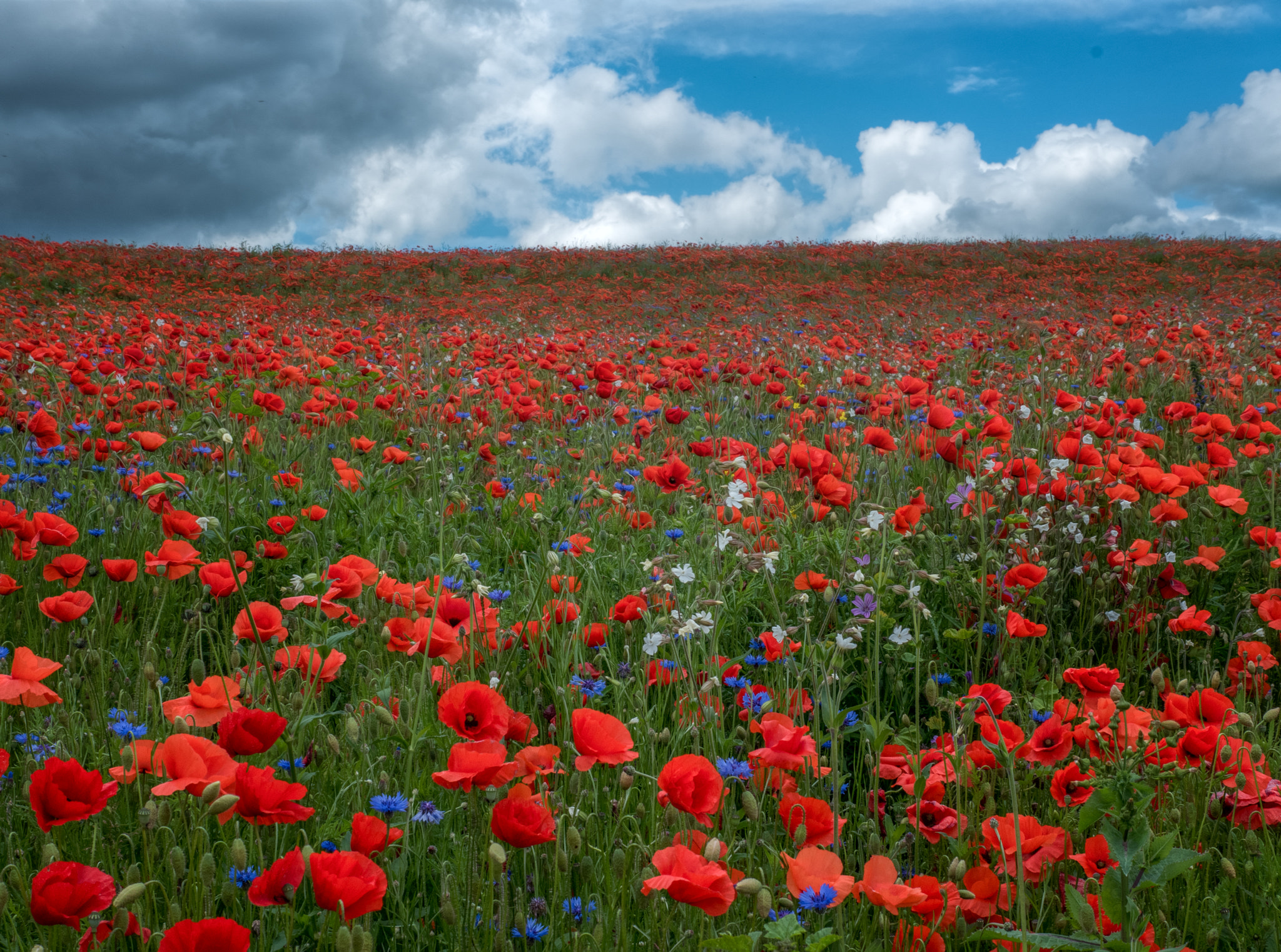 Panasonic Lumix DMC-GM5 + Panasonic Leica DG Summilux 25mm F1.4 II ASPH sample photo. Poppy field photography