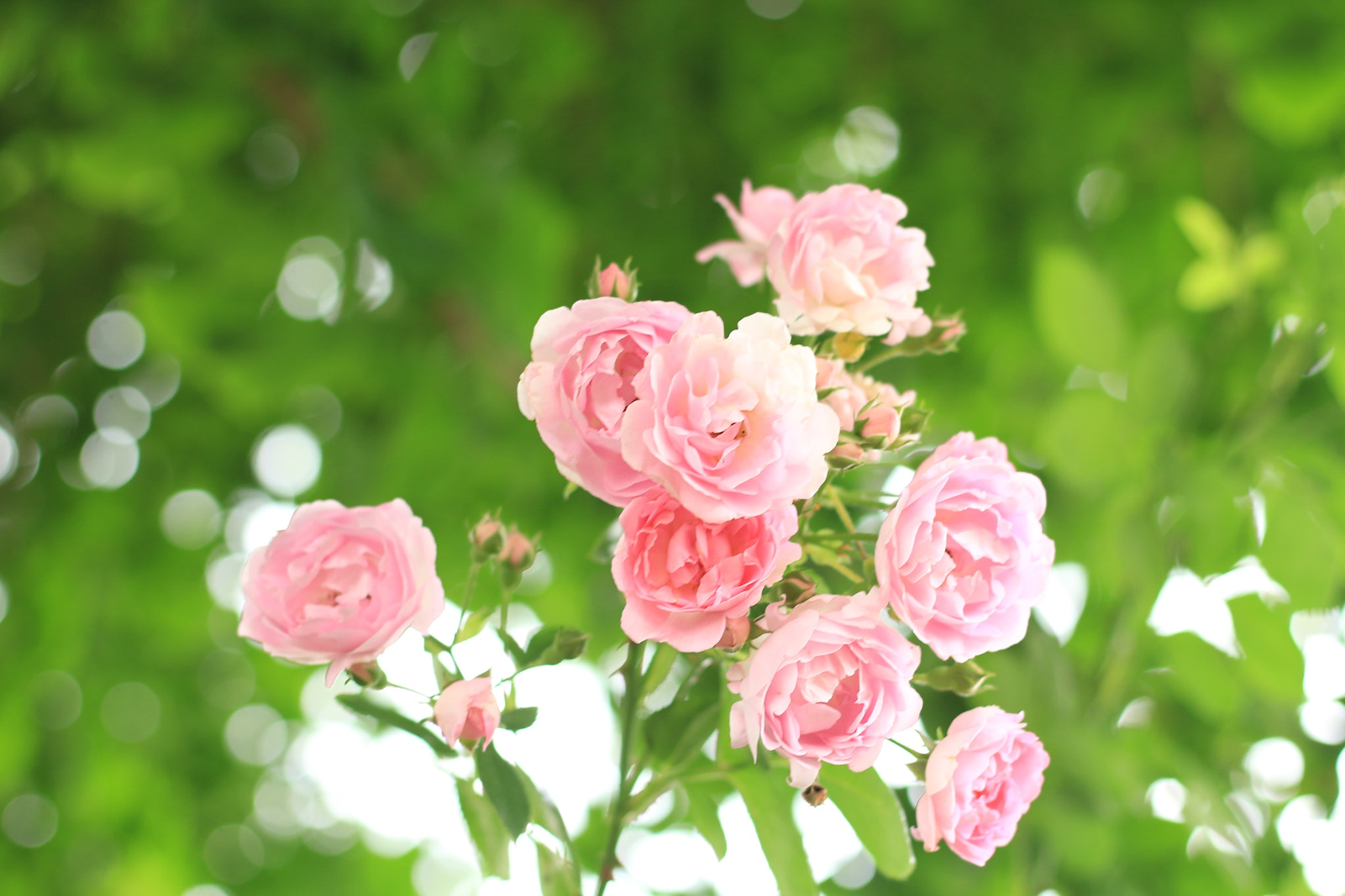 Canon EOS M + Canon EF 50mm F1.8 STM sample photo. Pink roses photography