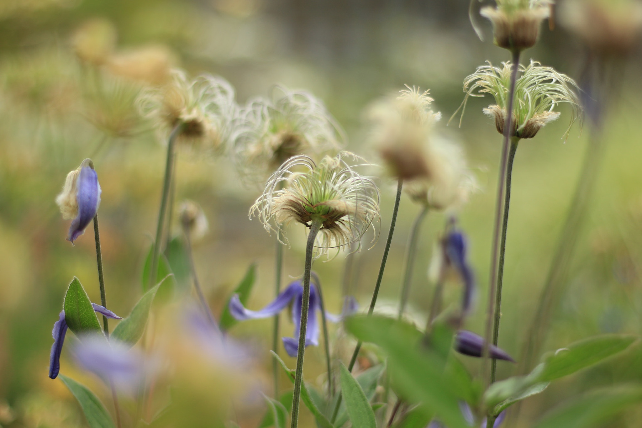 Canon EOS M + Canon EF 50mm F1.8 STM sample photo. Flowers photography