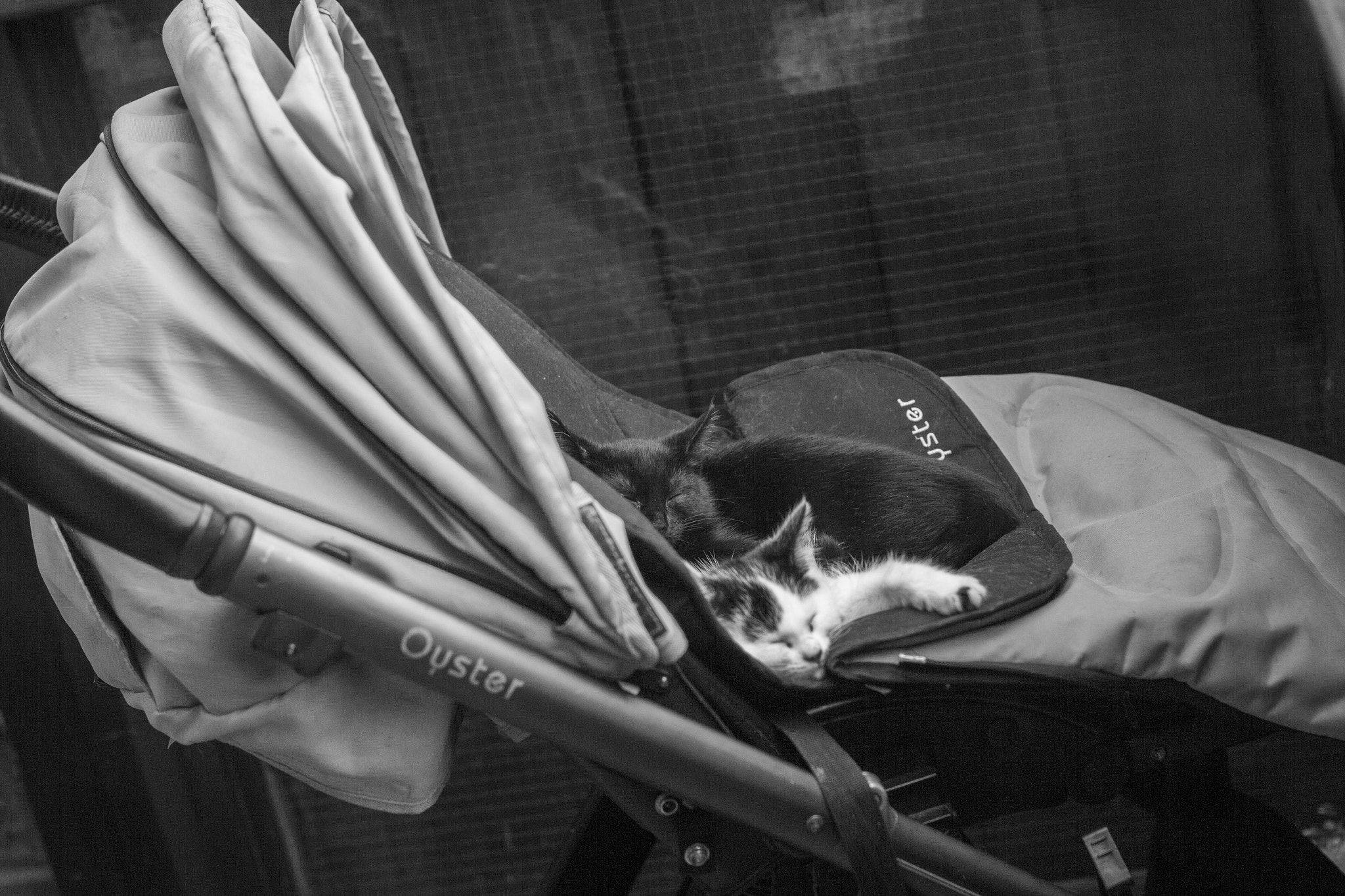 Canon EOS 700D (EOS Rebel T5i / EOS Kiss X7i) + Canon EF 50mm F1.4 USM sample photo. Two little kittens found their bed...... photography