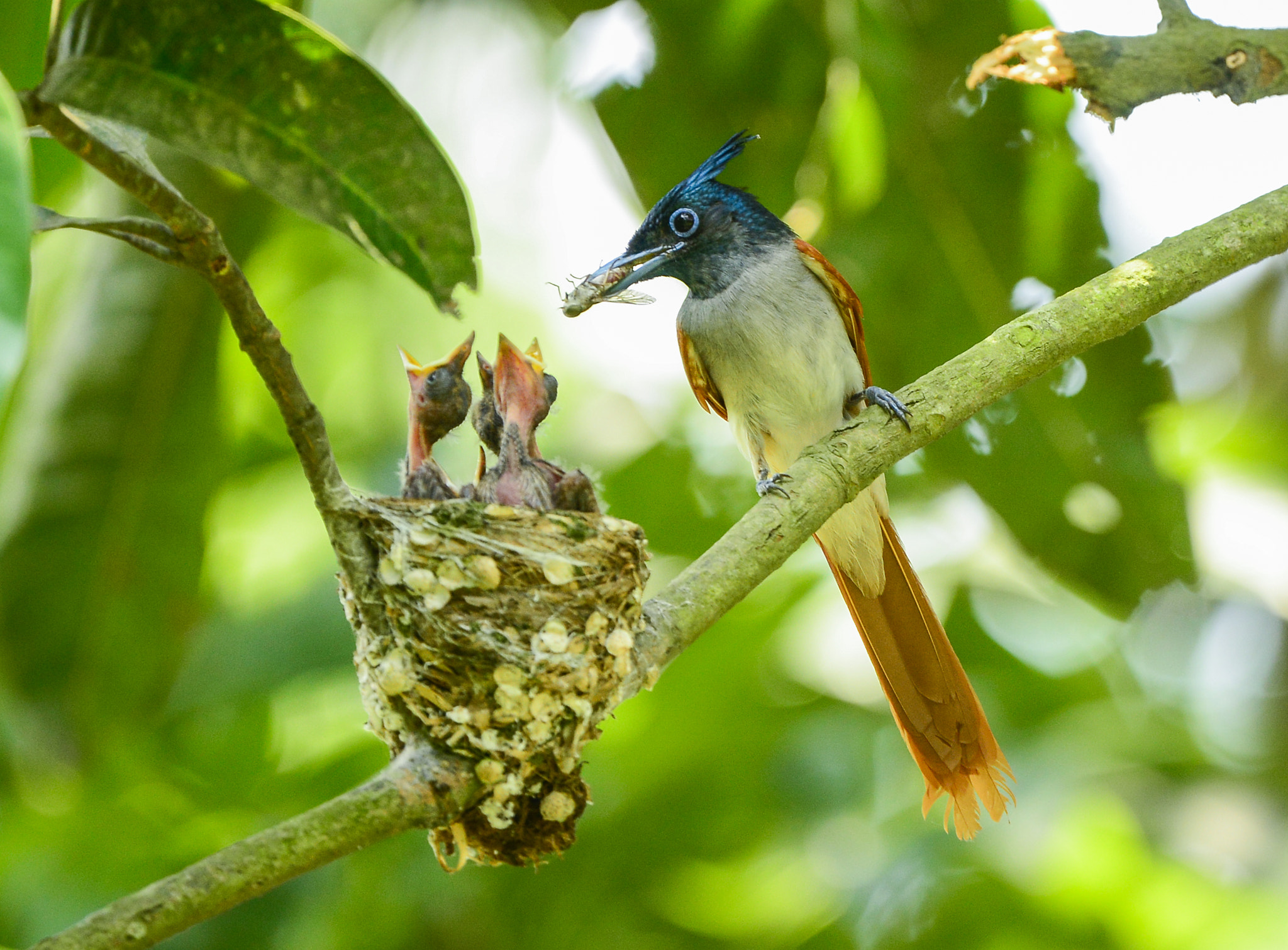 Nikon Nikkor AF-S 300mm F4E PF ED VR sample photo. Asian paradise flycatcher (male with chicks) photography