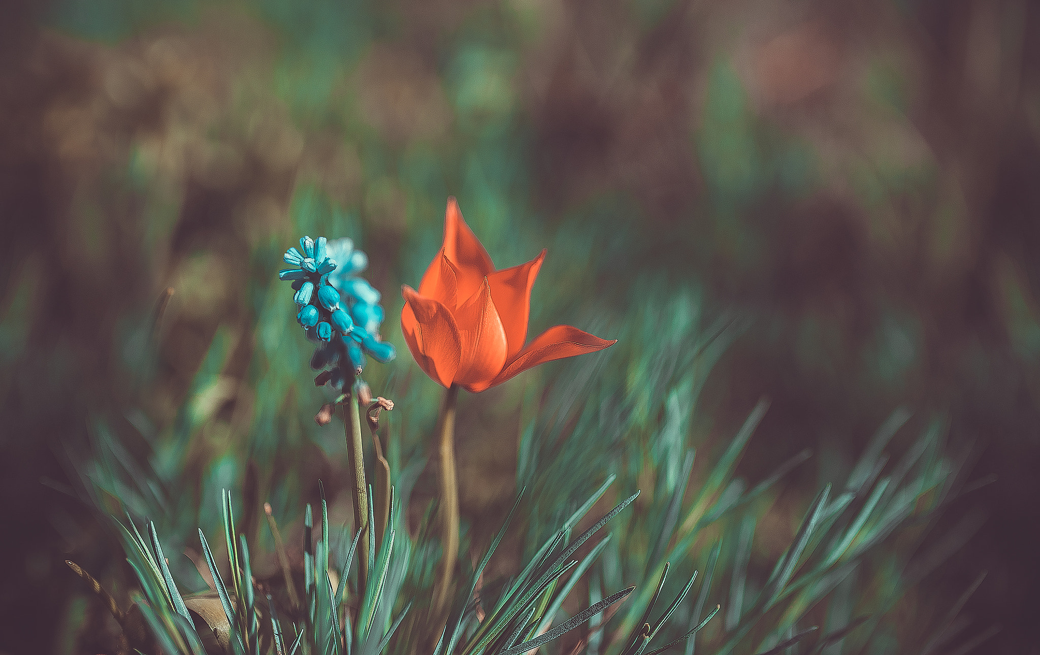 Sony a7S + Sigma 35mm F1.4 DG HSM Art sample photo. Flowers photography