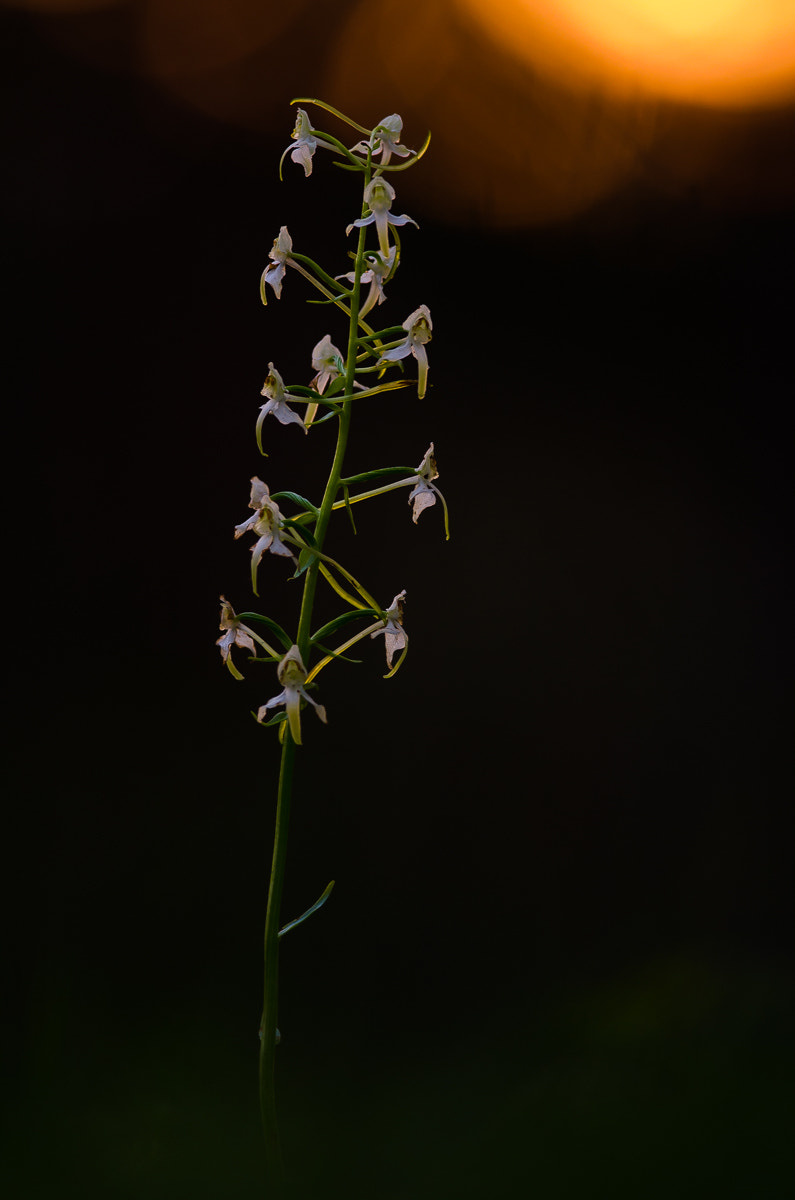 Nikon D5100 + Nikon AF-S Nikkor 300mm F4D ED-IF sample photo. Grünliche waldhyazinthe photography