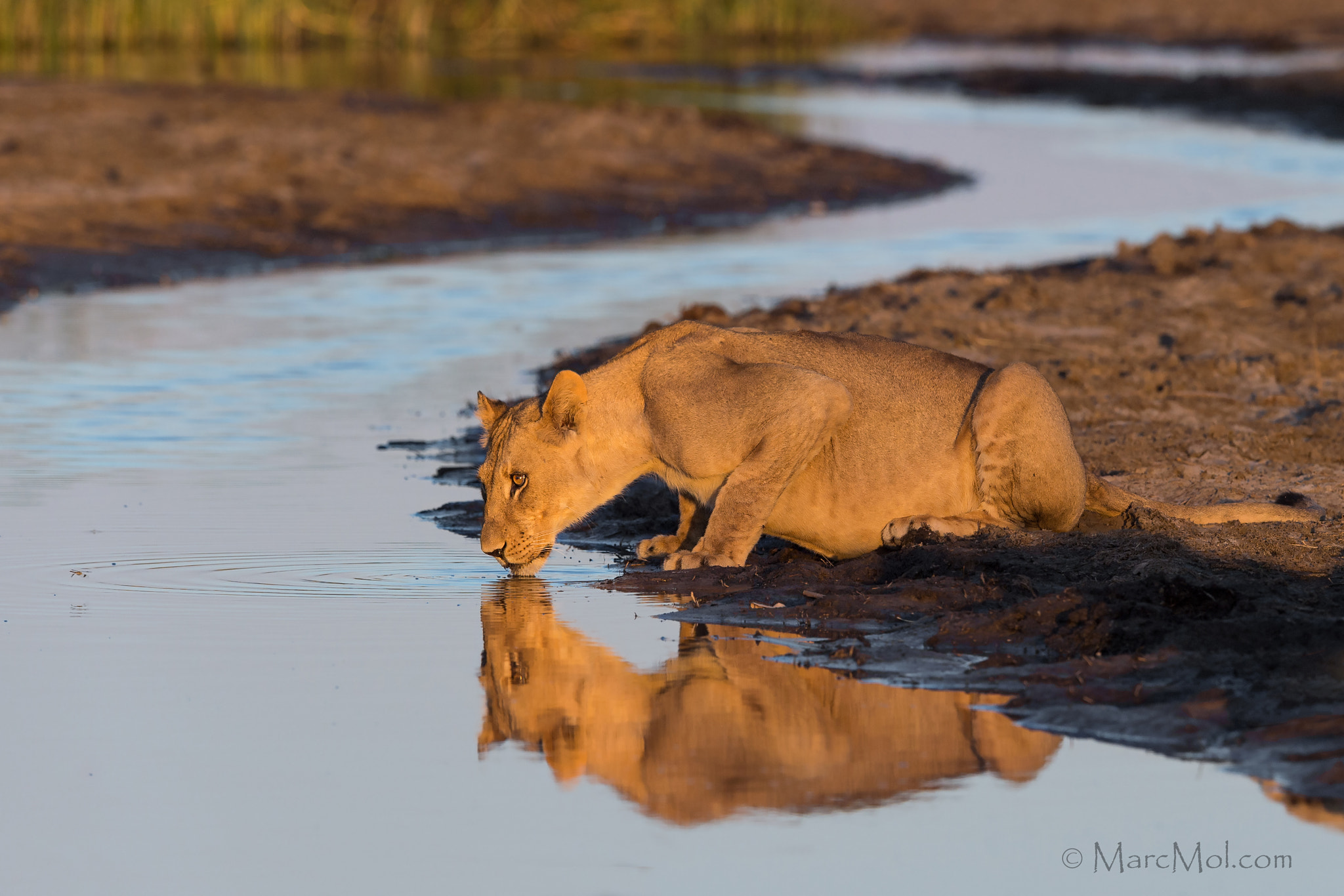 Nikon AF-S Nikkor 400mm F2.8E FL ED VR sample photo. Golden hour thirst. photography