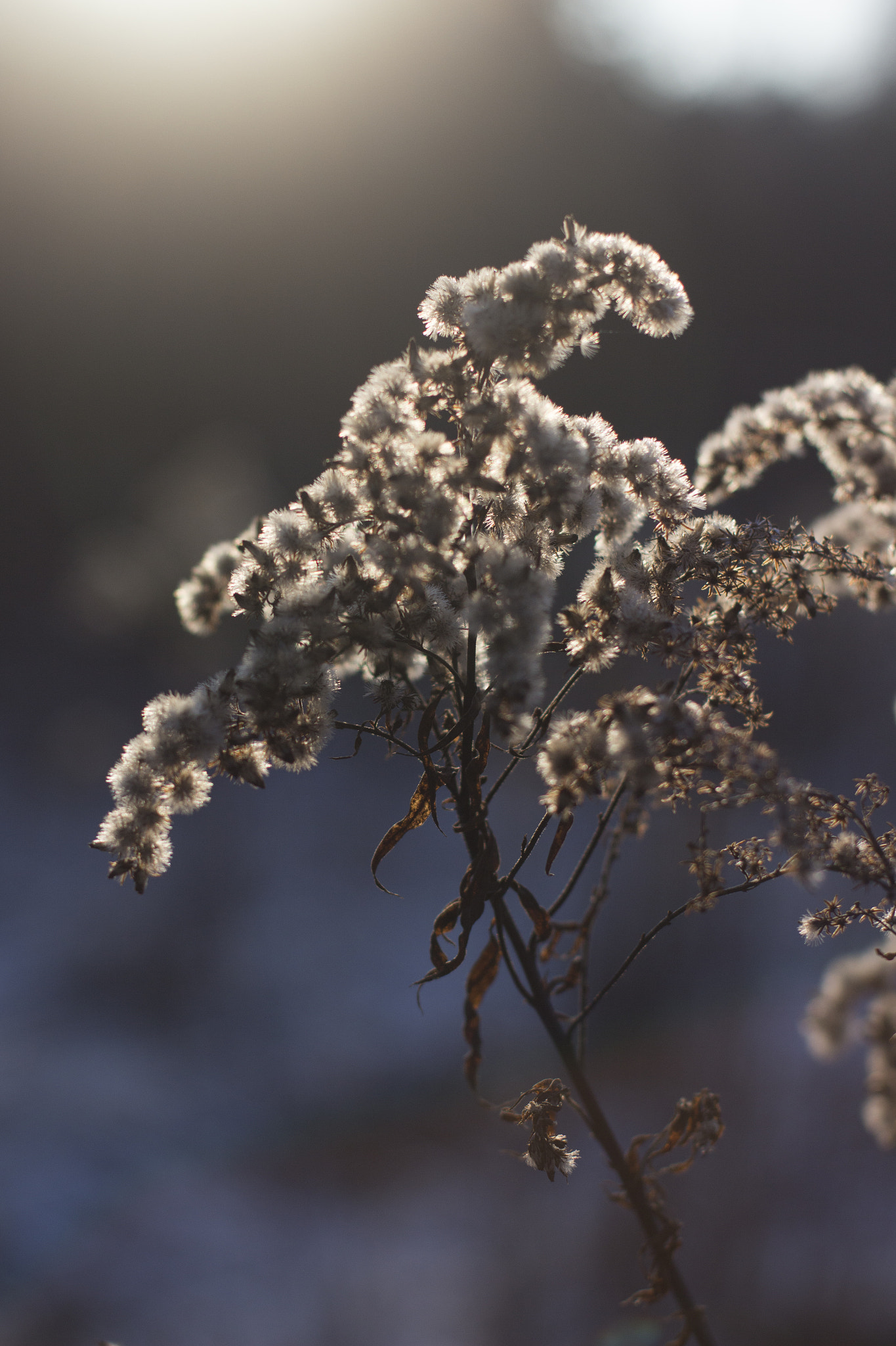 Canon EOS 700D (EOS Rebel T5i / EOS Kiss X7i) + Canon EF 50mm F1.4 USM sample photo. Golden flower photography