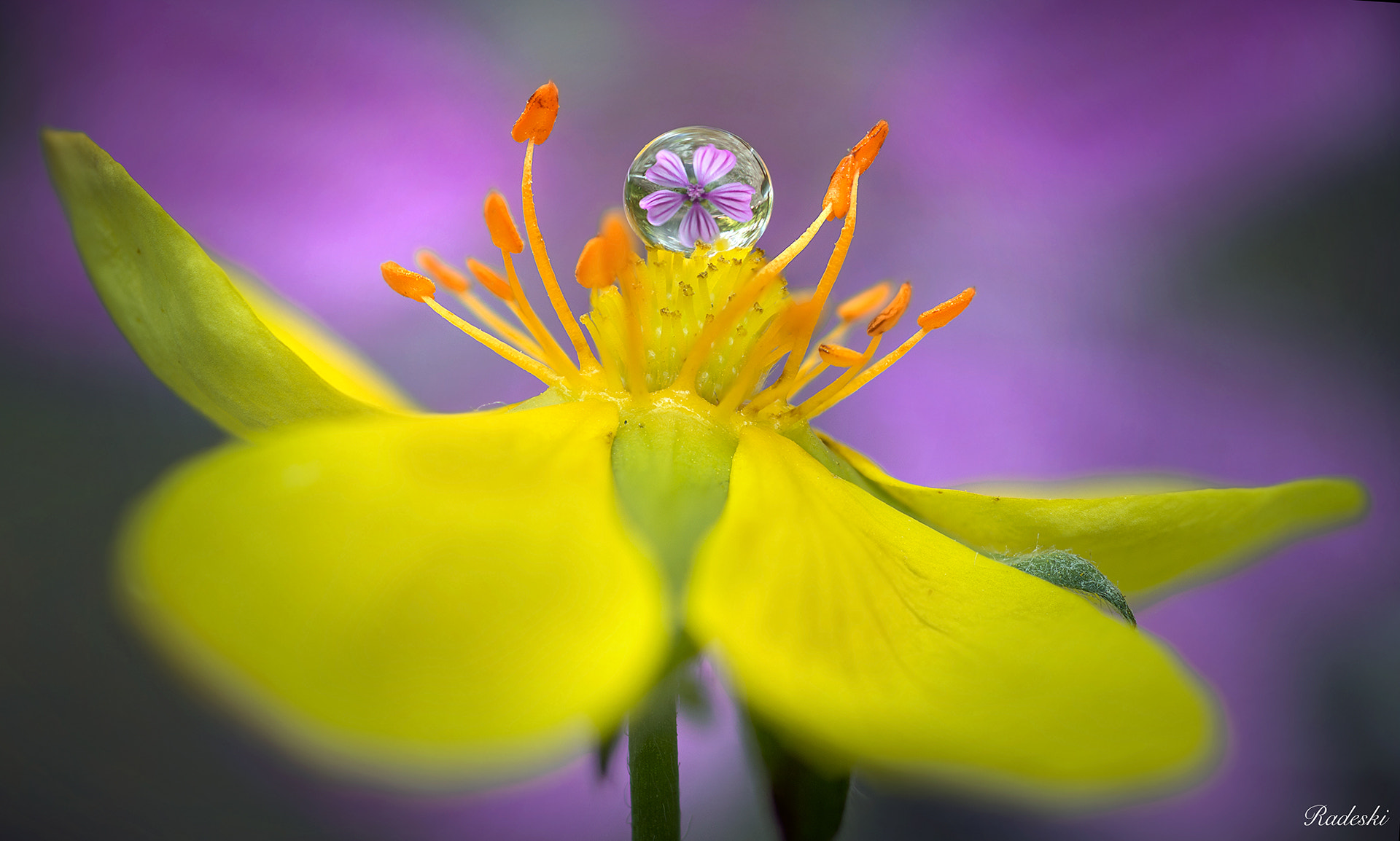 Nikon D800E + Nikon AF Micro-Nikkor 60mm F2.8D sample photo. Al centro del fiore photography