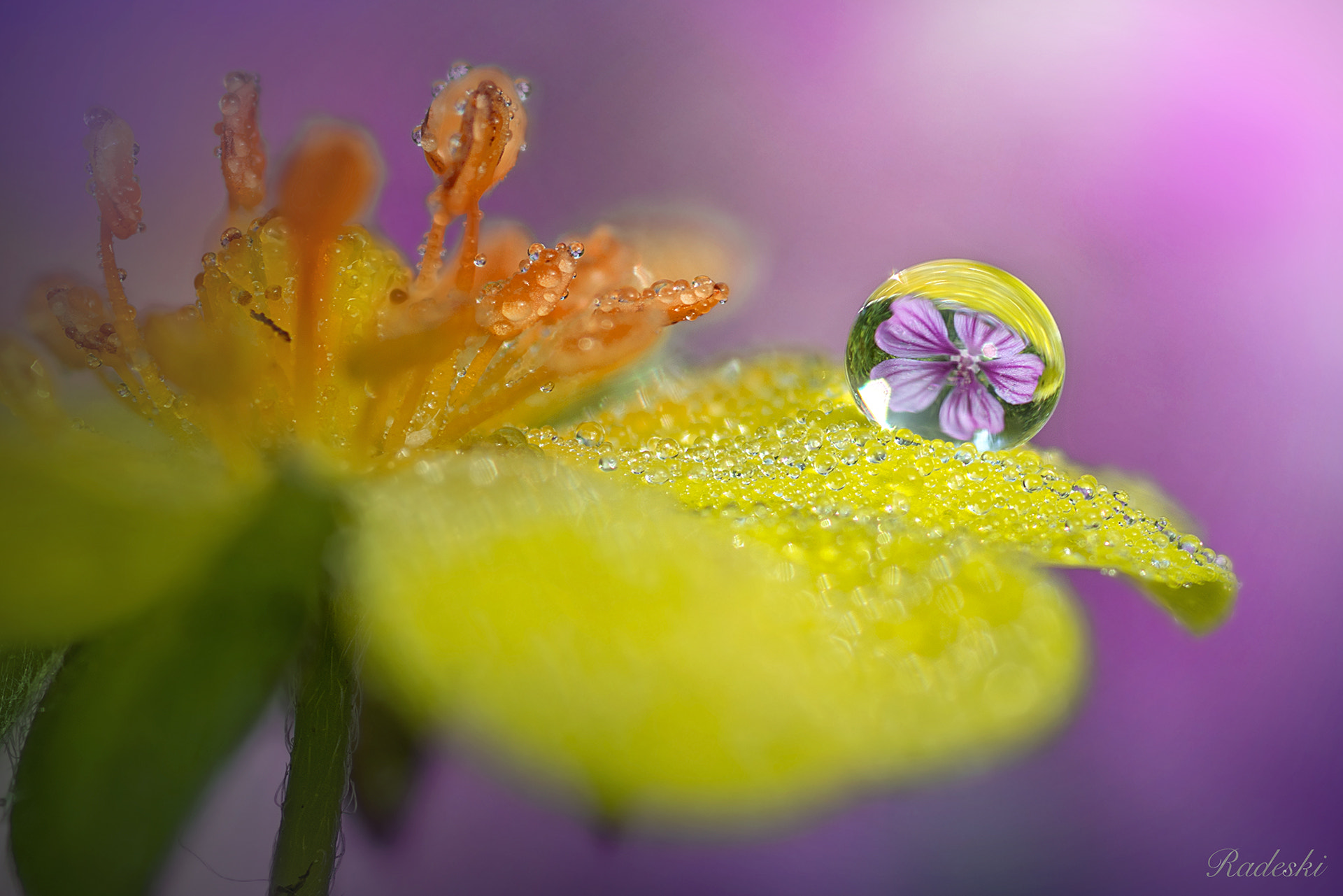 Nikon D800E + AF Micro-Nikkor 105mm f/2.8 sample photo. Rugiada e fiori photography