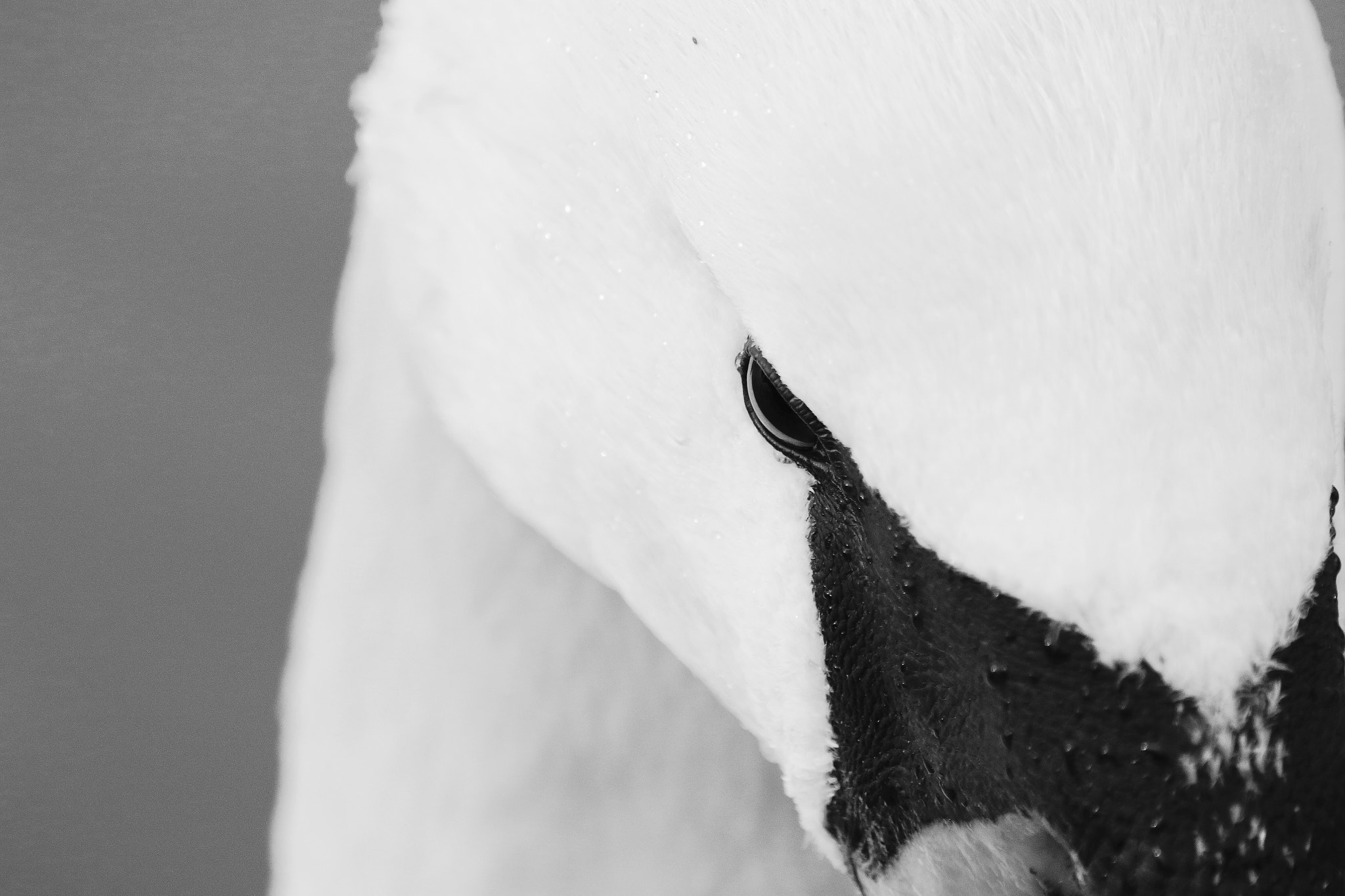 Canon 150-600mm F5-6.3 DG OS HSM | Contemporary 015 sample photo. Mute swan photography