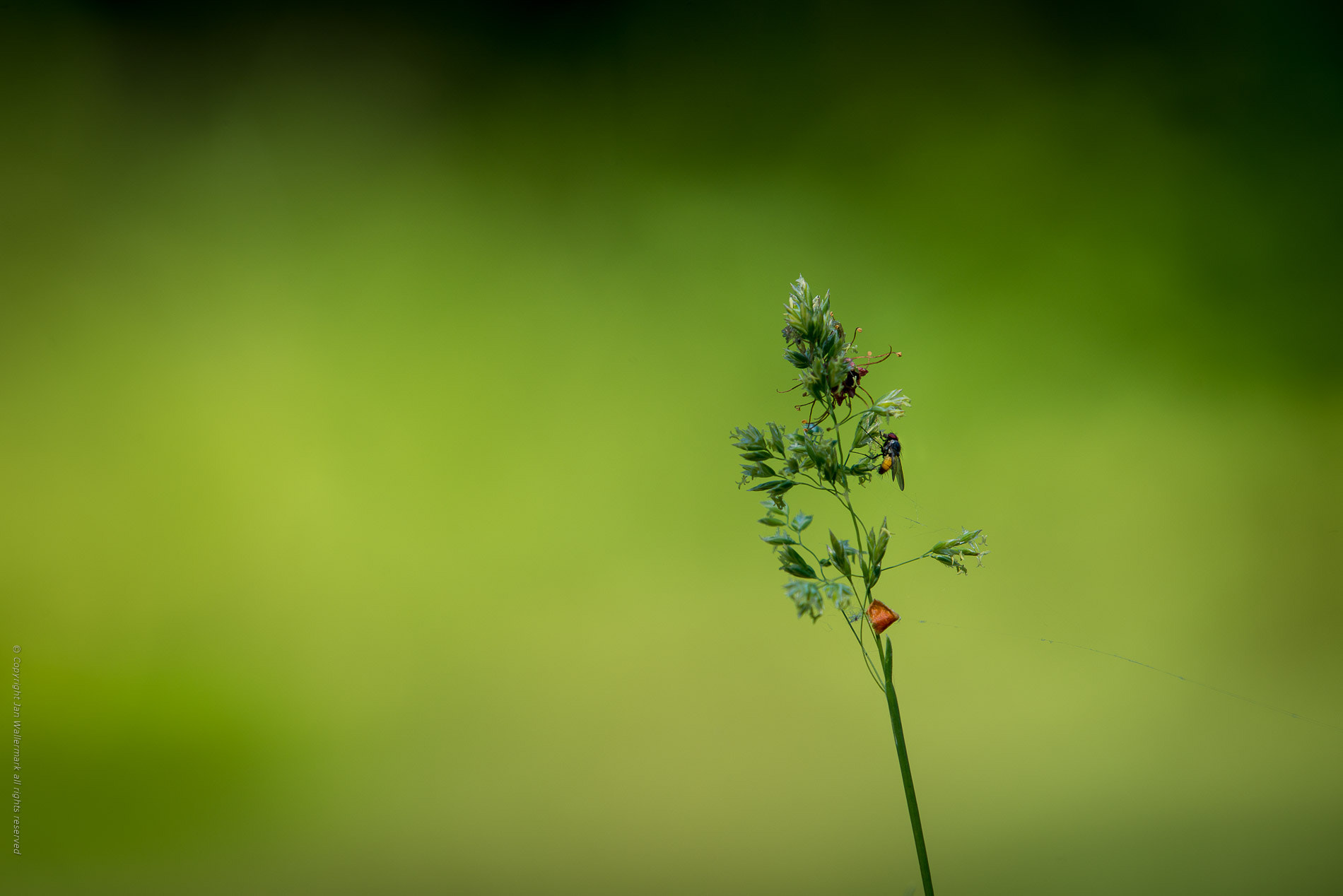 Nikon AF-S Nikkor 200-500mm F5.6E ED VR sample photo. Just grass photography
